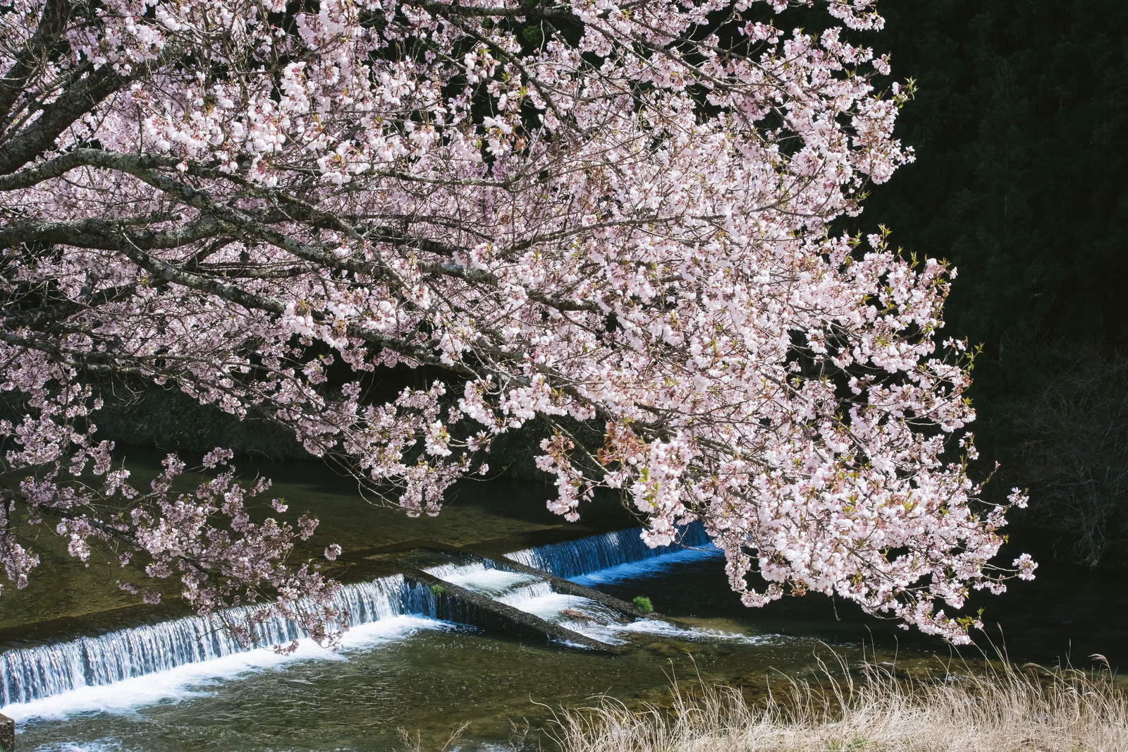 「名倉川とコヒガンザクラ | フリー素材のぱくたそ」の写真