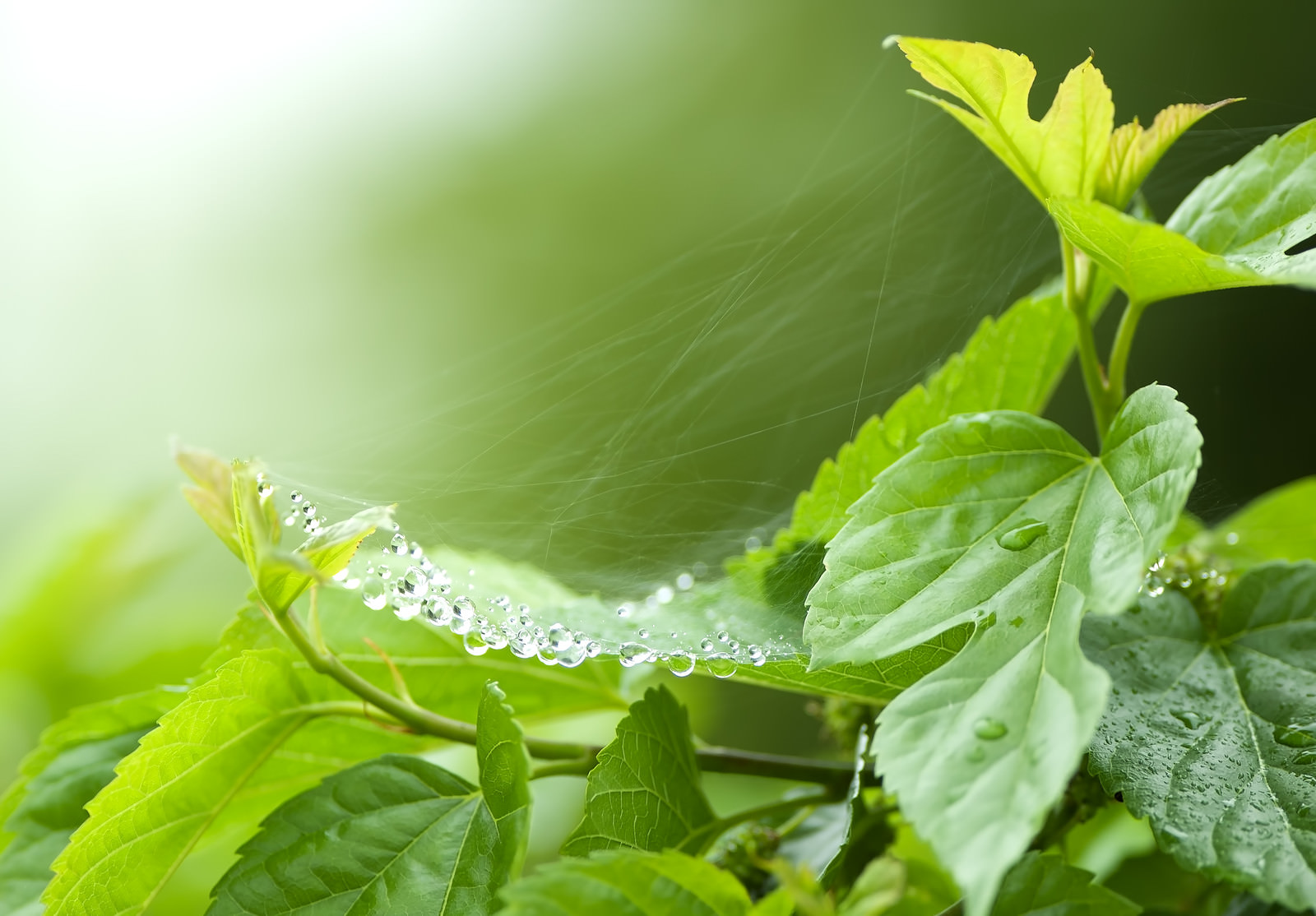 ãèèã®å·£ã®é¨ç²èèã®å·£ã®é¨ç²ãã®ããªã¼åçç´ æãæ¡å¤§