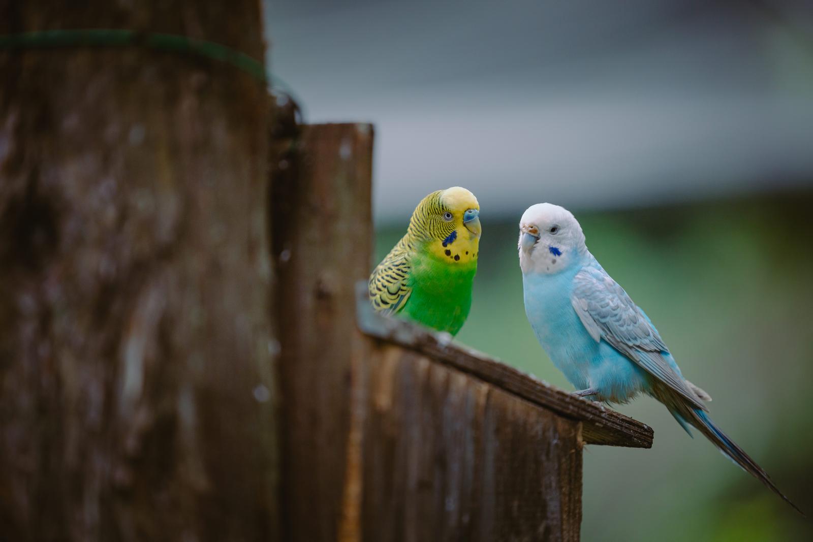 仲良しインコ inkoPAKE0022.jpg?&download=1