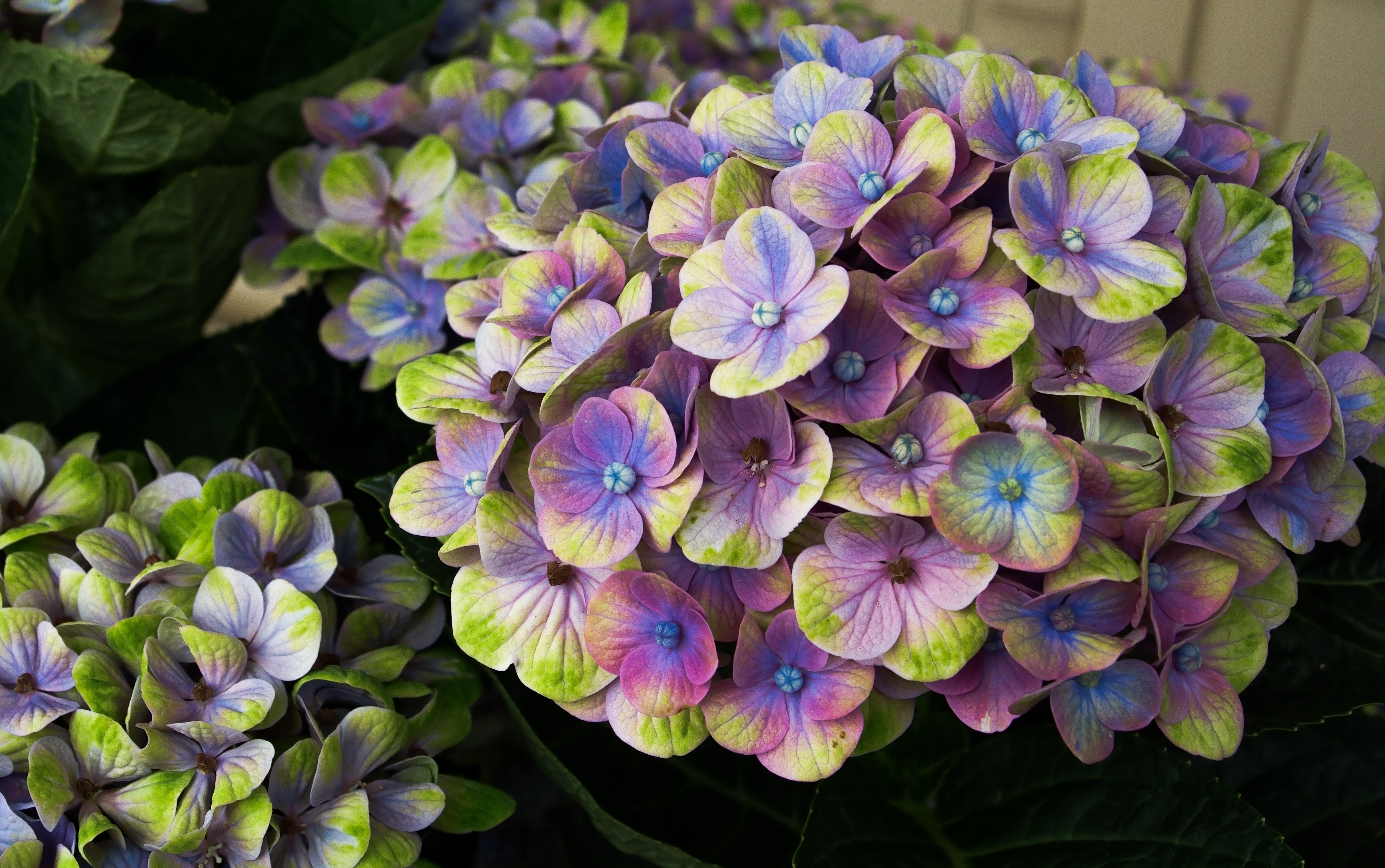 不思議な色合いの紫陽花 マジカルコーラル の写真素材 ぱくたそ