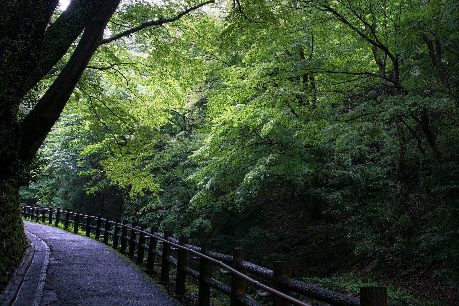 「新緑の散歩道 | フリー素材のぱくたそ」の写真