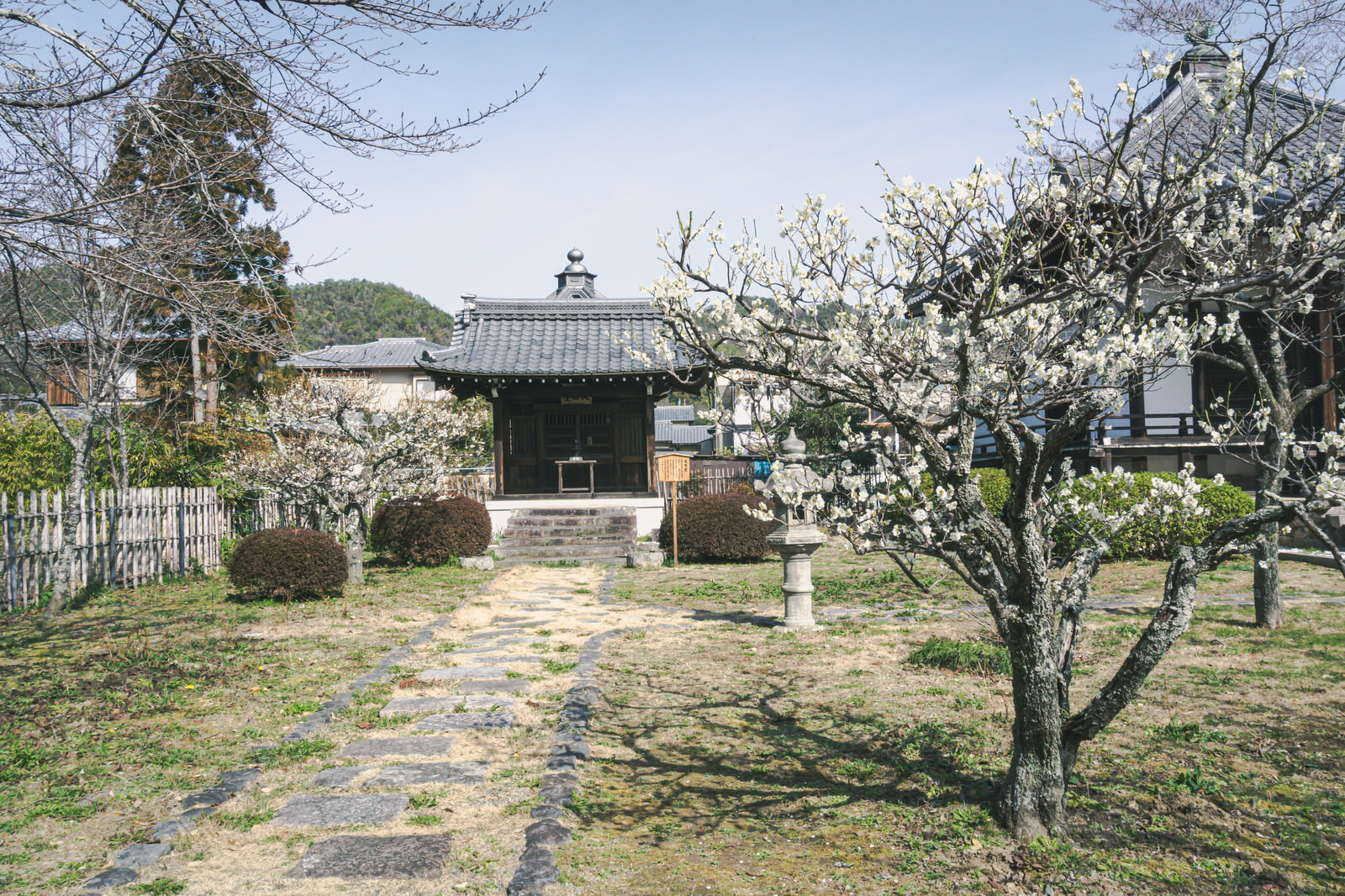「白い花を咲かせた梅の木が迎えてくれる大日堂（京都 大覚寺）」の写真