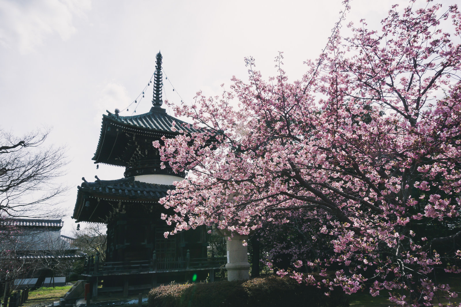 逆光の中に姿を見せる清凉寺の多宝塔と満開の河津桜の写真を無料ダウンロード フリー素材 ぱくたそ 逆光の中に姿を見せる清凉寺の多宝塔と満開の河津桜の写真を無料ダウンロード フリー素材 ぱくたそ
