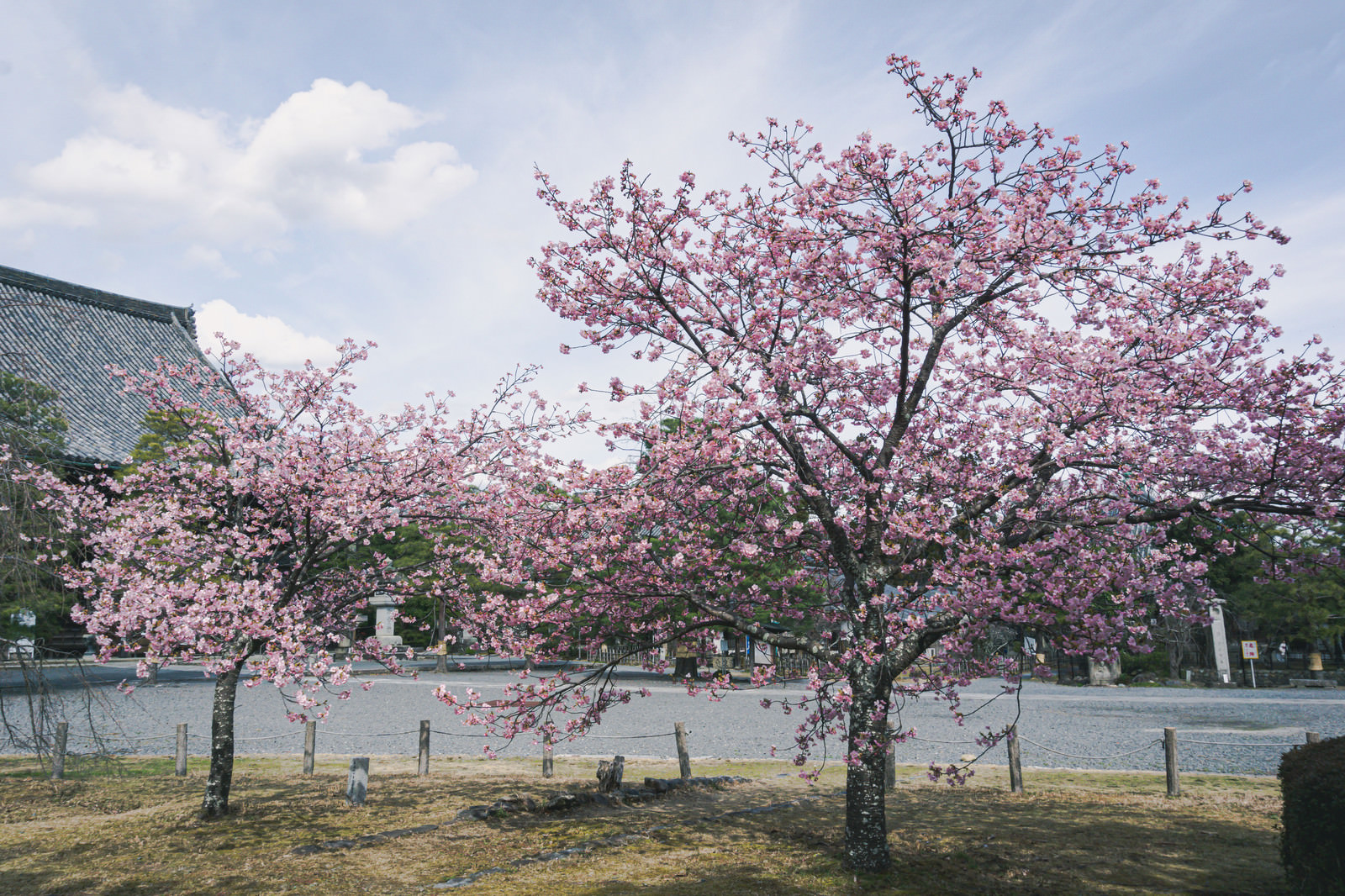 見頃を迎えた清凉寺境内の河津桜の写真を無料ダウンロード フリー素材 ぱくたそ 見頃を迎えた清凉寺境内の河津桜の写真を無料ダウンロード フリー素材 ぱくたそ