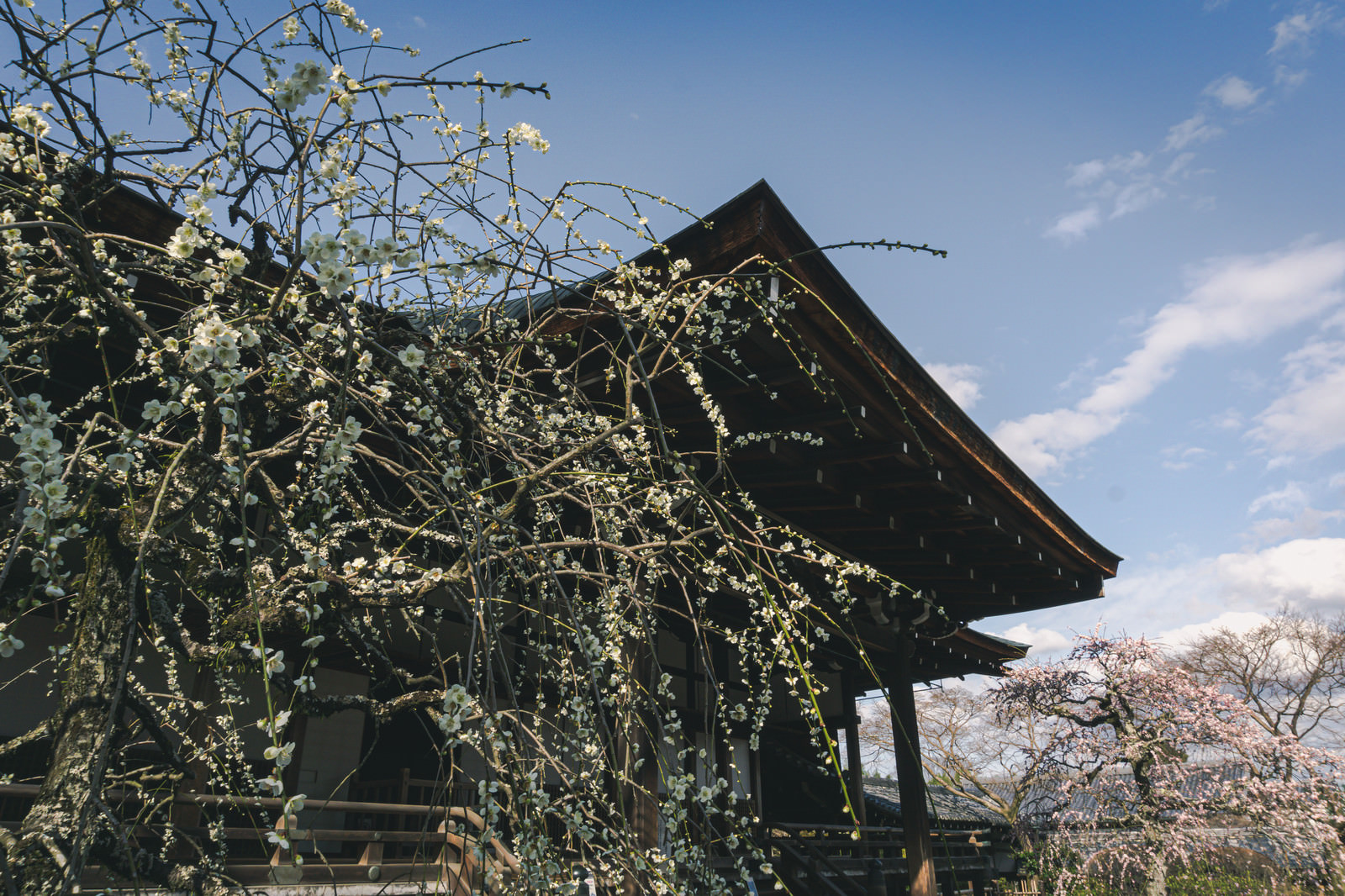 「咲き始めの枝垂れの白梅と奥に見える紅梅の枝垂れ梅（京都 天龍寺）」の写真