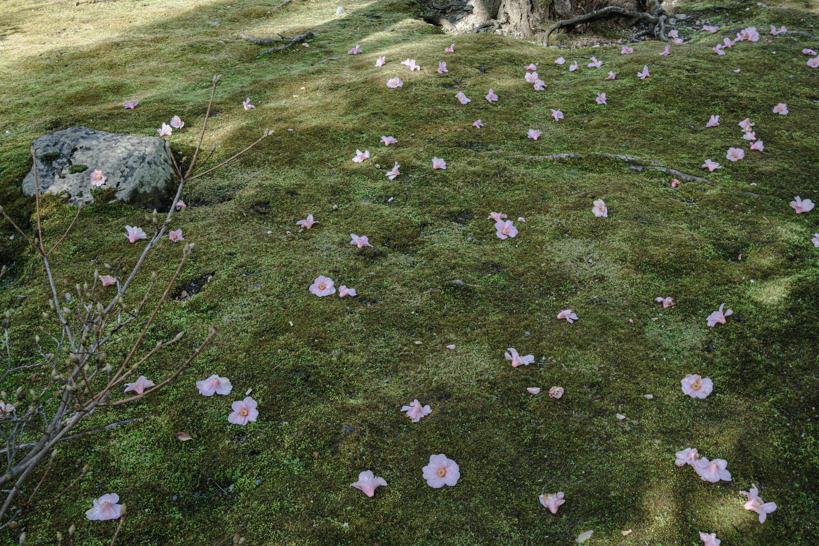 苔の上に無数落花した椿 京都 天龍寺 の写真素材 ぱくたそ 苔の上に無数落花した椿 京都 天龍寺 の写真素材 ぱくたそ