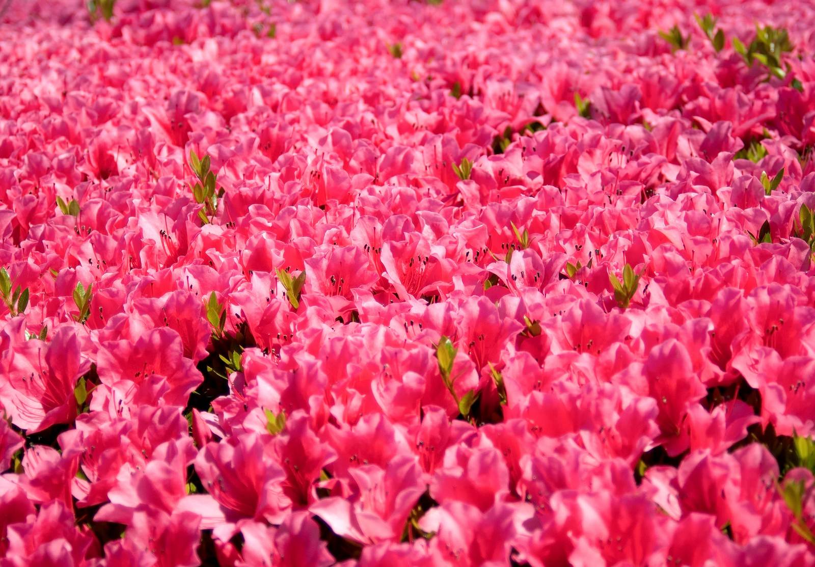 ãåºããã¤ã¤ãã®è±ã