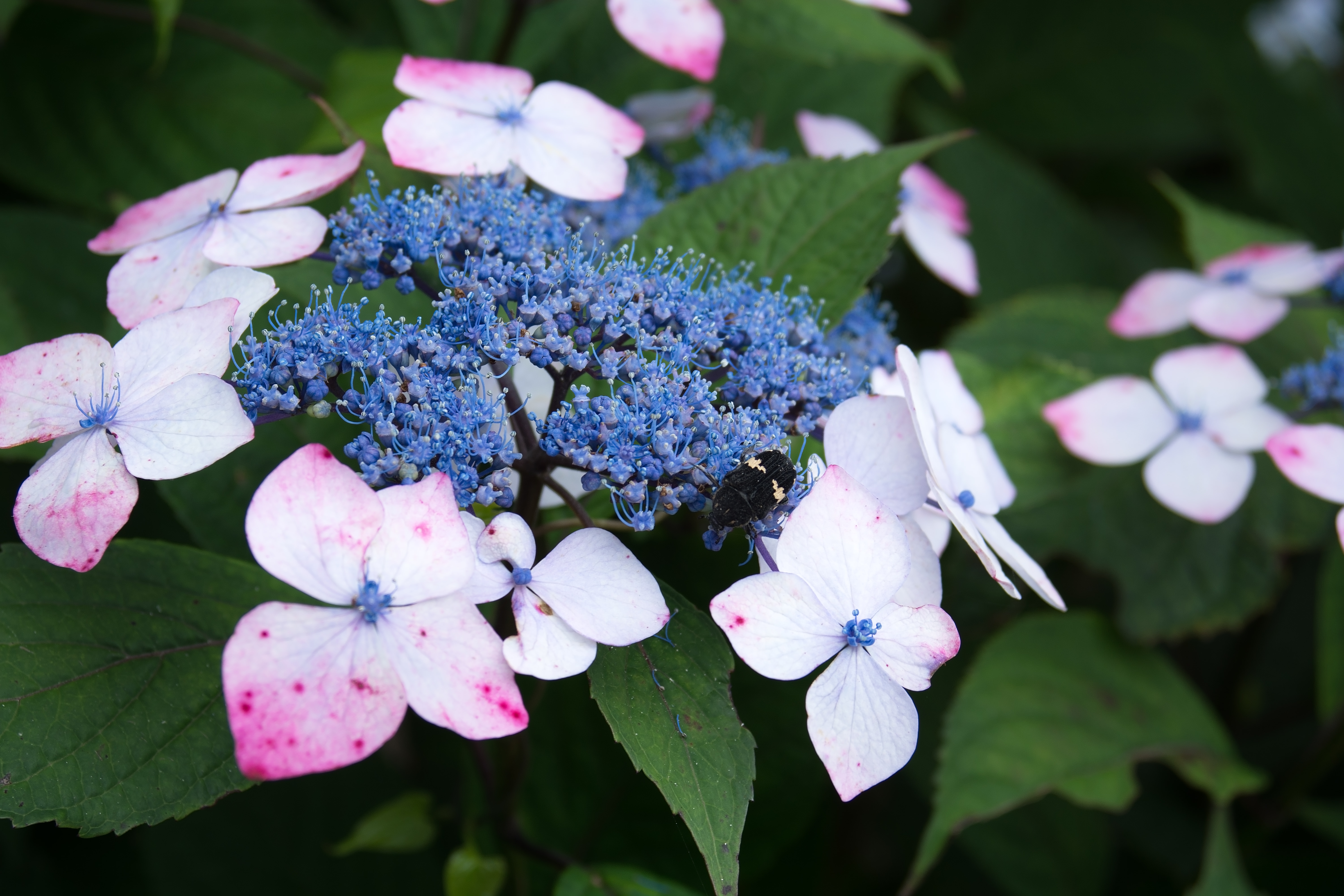 蜜を求める虫と紫陽花の写真を無料ダウンロード フリー素材 ぱくたそ 蜜を求める虫と紫陽花の写真を無料ダウンロード フリー素材 ぱくたそ