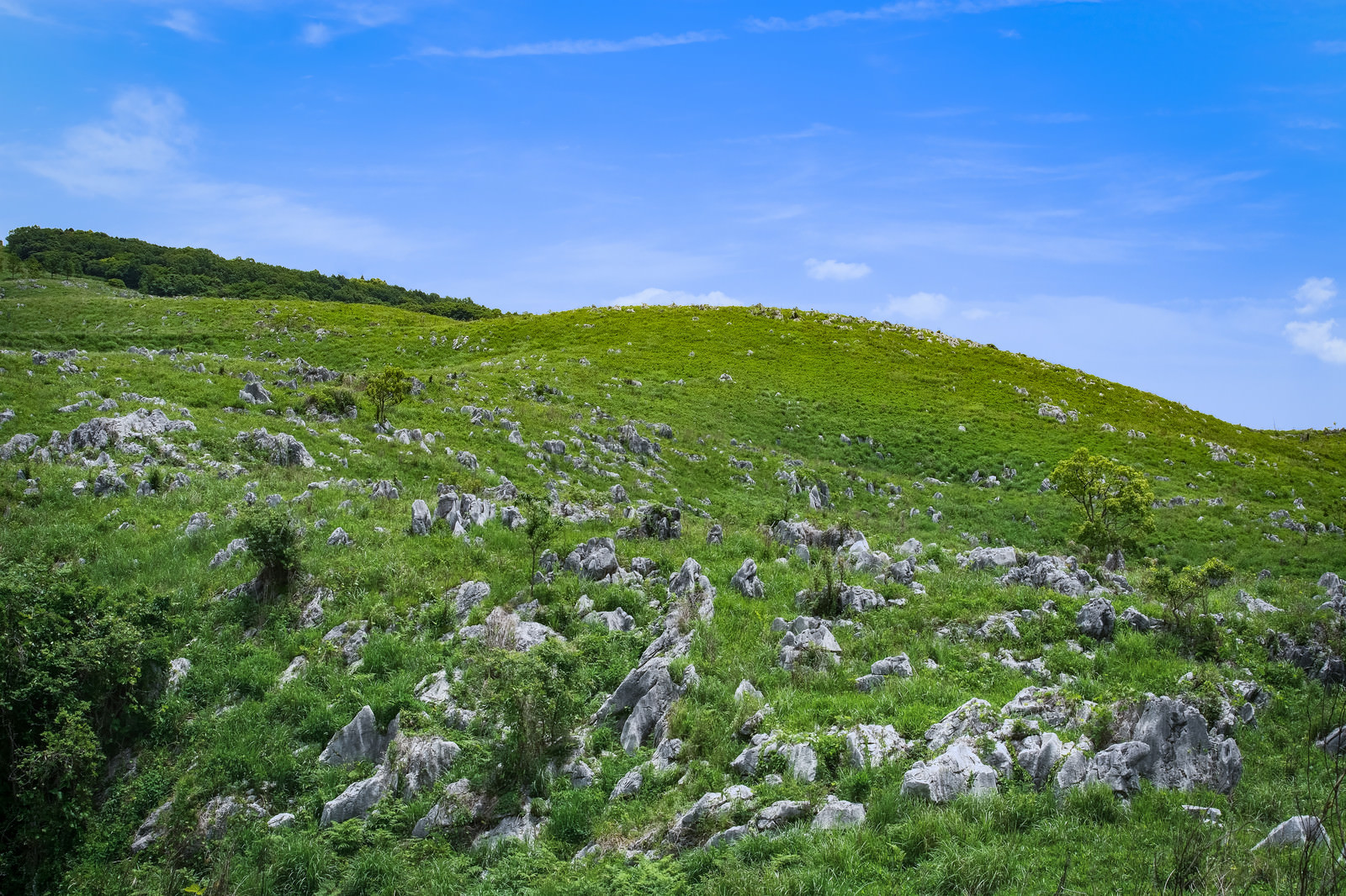 なだらかな斜面に無数の石灰岩が並ぶ秋吉台 山口県美祢市 の写真 フリー素材は ぱくたそ 写真を無料ダウンロード