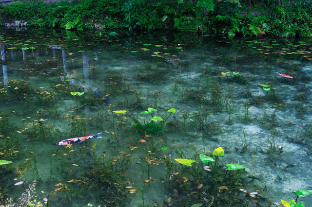 根道神社の鳥居が映り込んだモネの池（岐阜県関市板取白谷）の無料写真素材