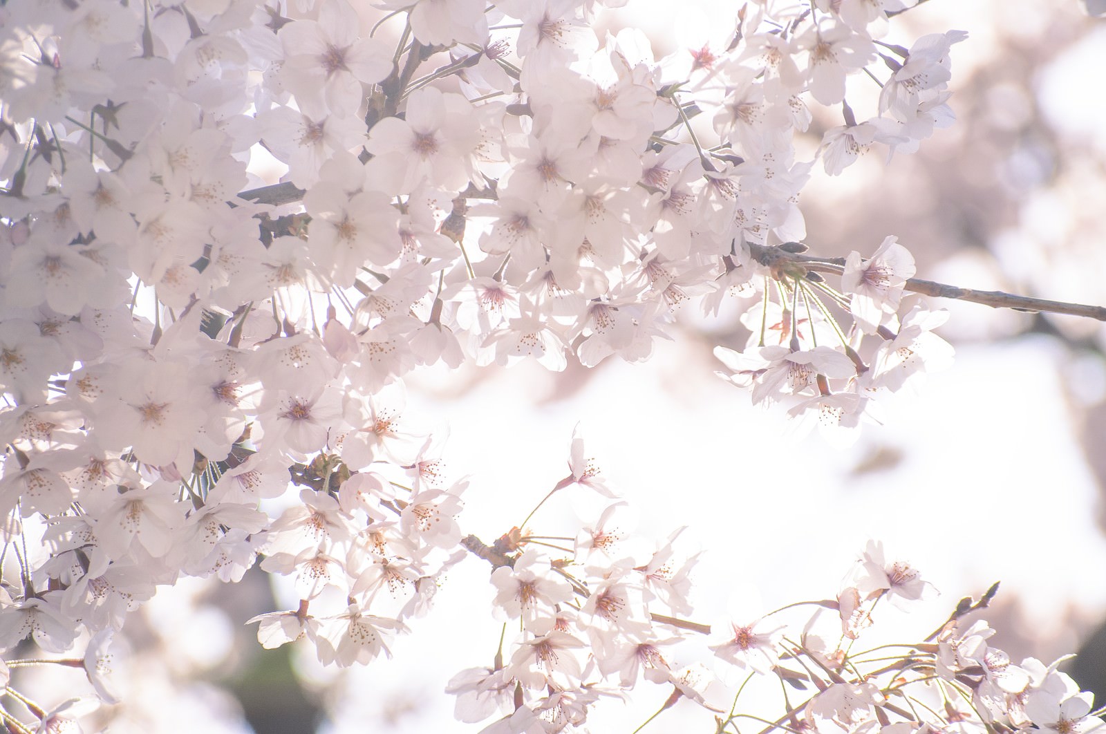 うららかな春の桜の写真 画像 フリー素材 ぱくたそ