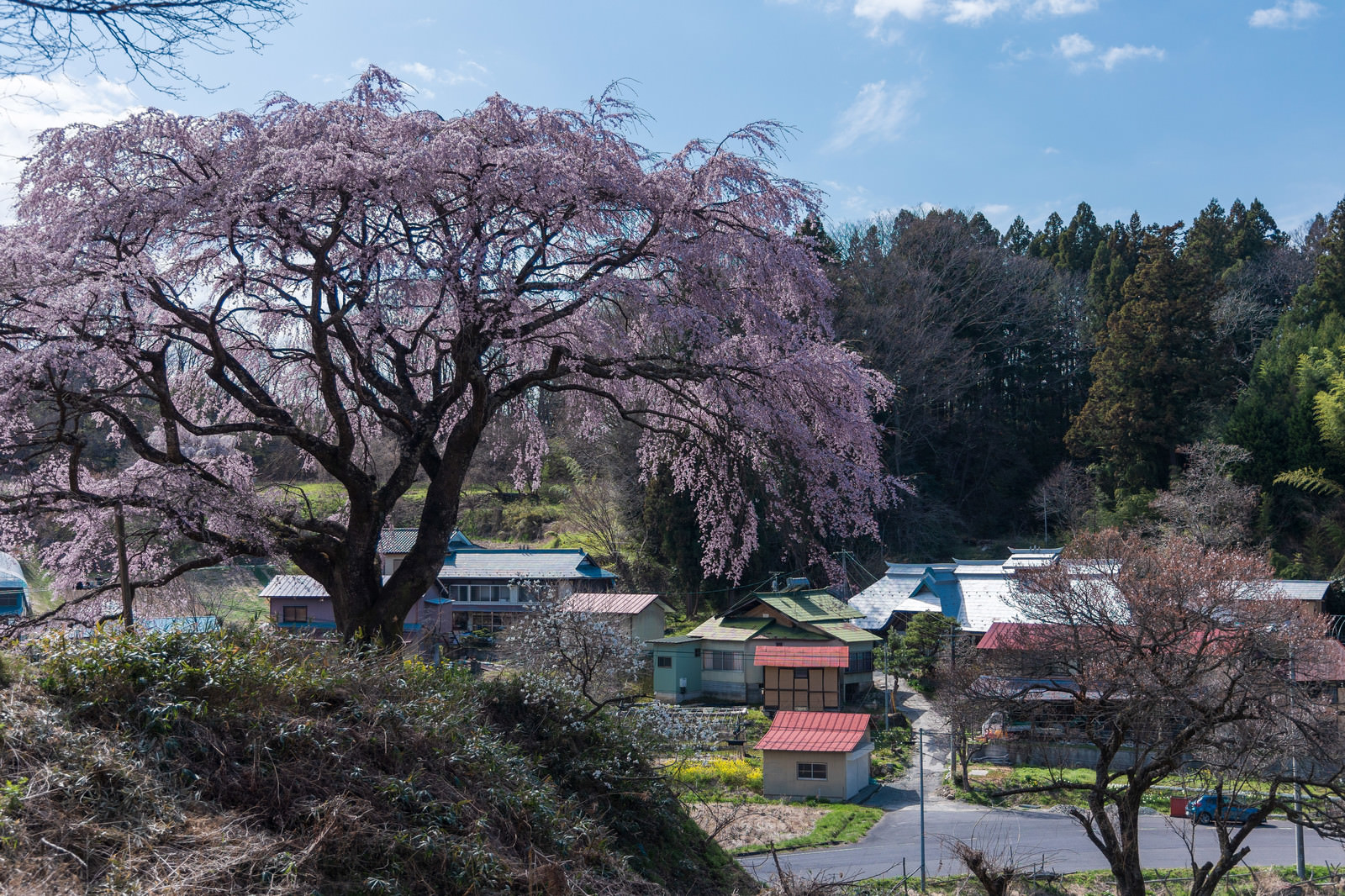 「表の桜と民家」の写真