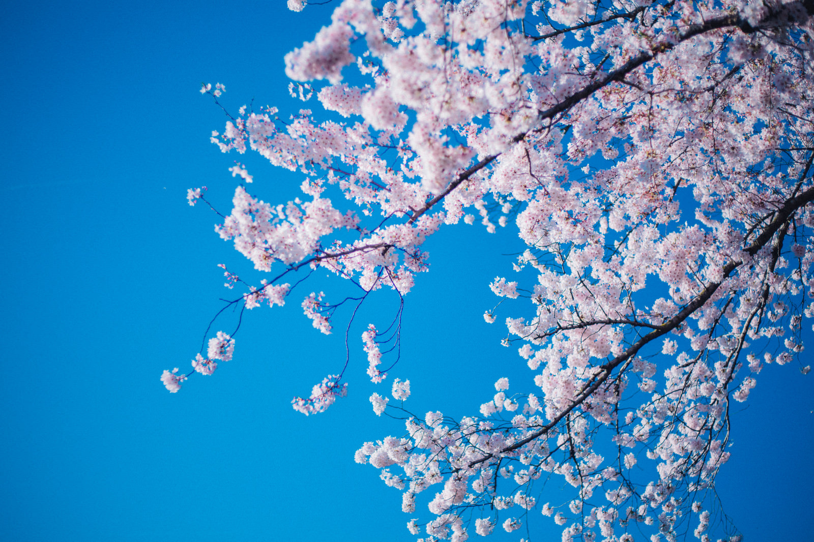 青空と満開の桜の写真素材 ぱくたそ