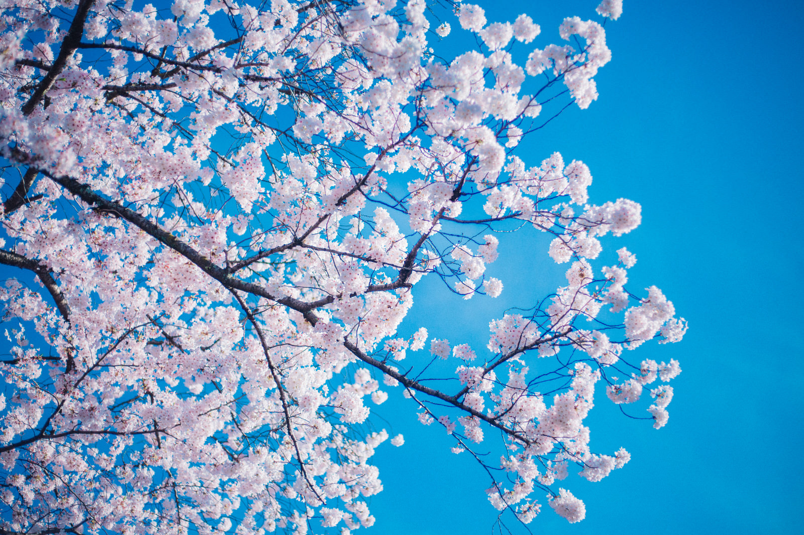 桜 青空バック の写真素材 ぱくたそ