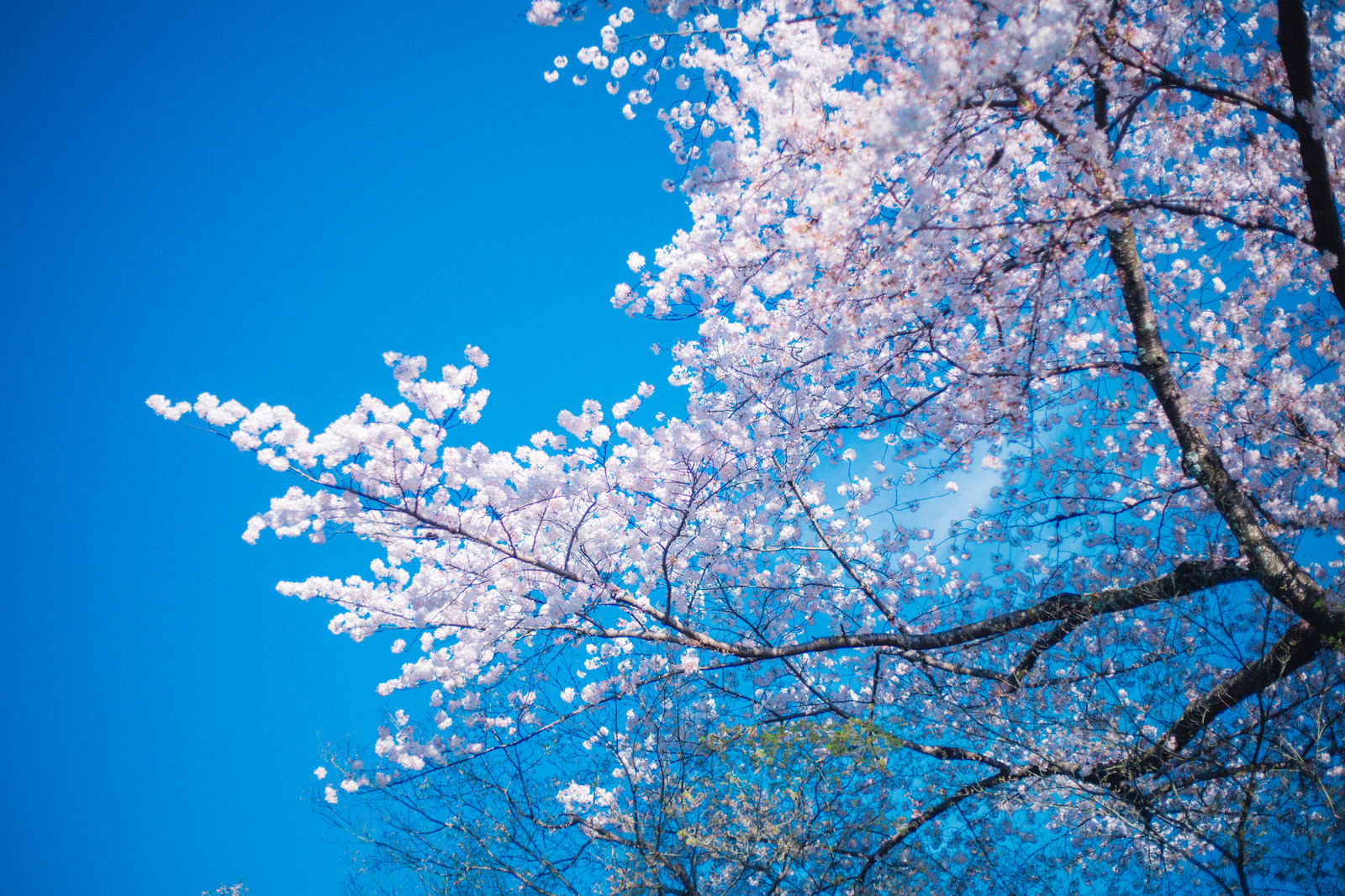 ãæ¡ã®å­£ç¯ã