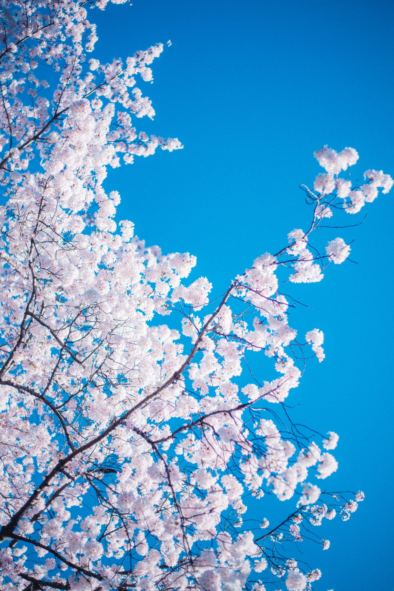 桜の木の写真素材 ぱくたそ
