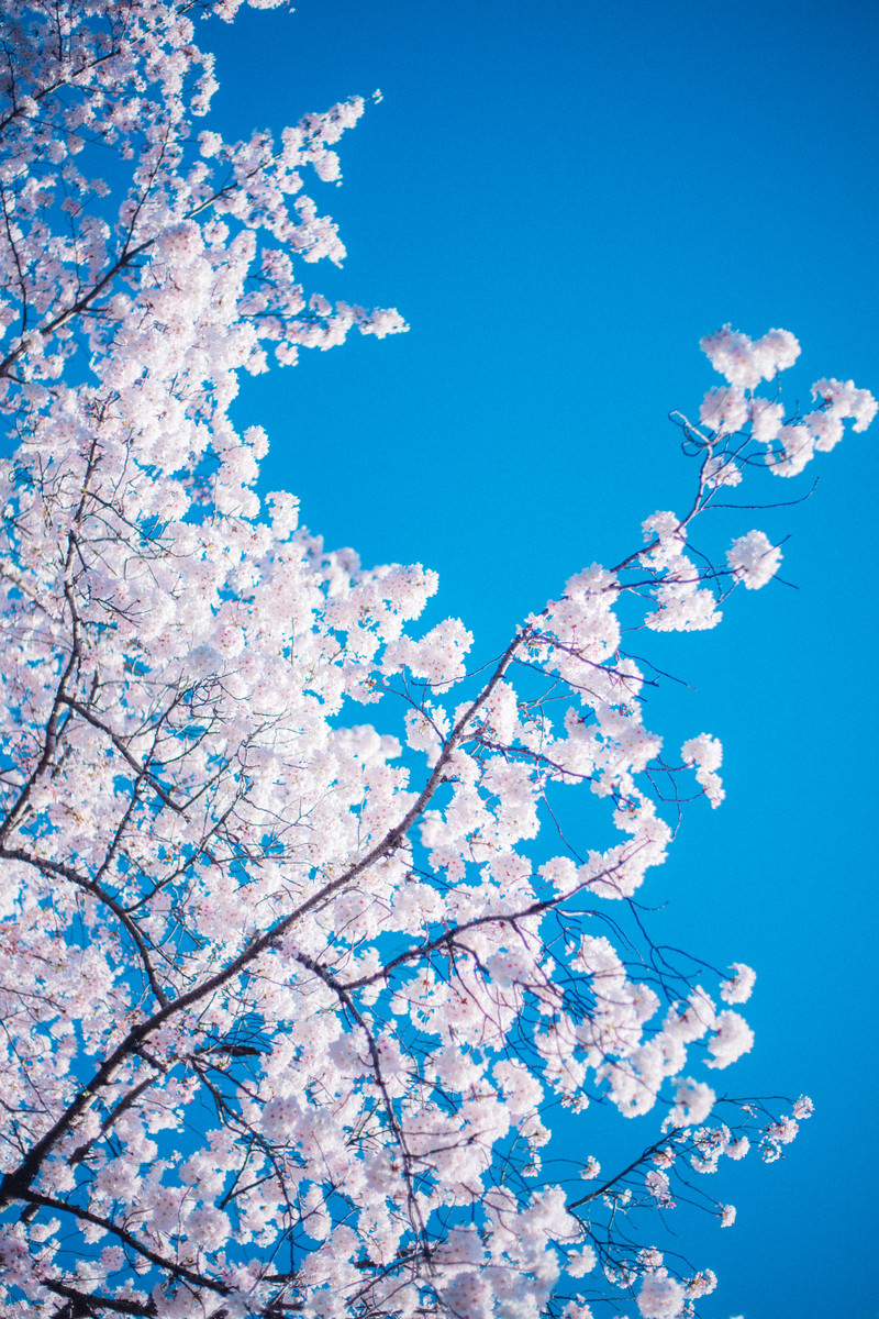 桜の木の写真素材 ぱくたそ