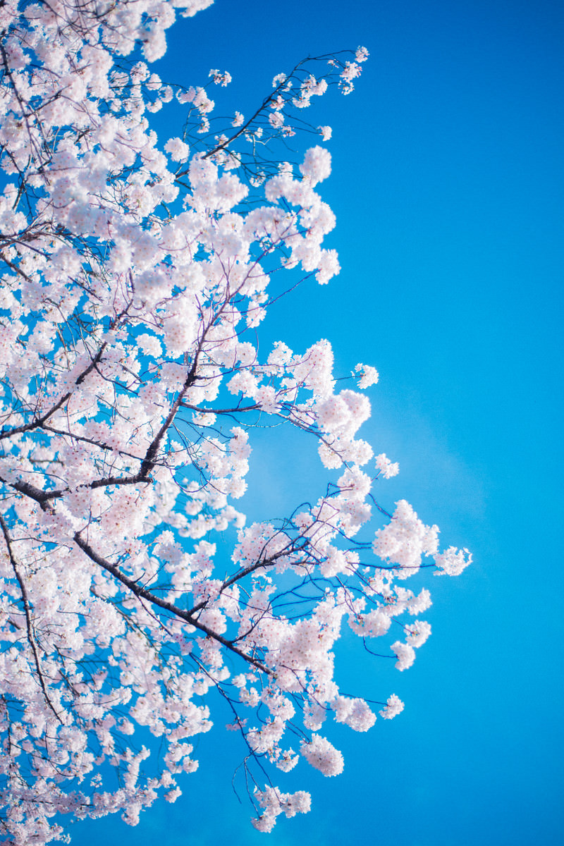 「桜の花言葉 | フリー素材のぱくたそ」の写真