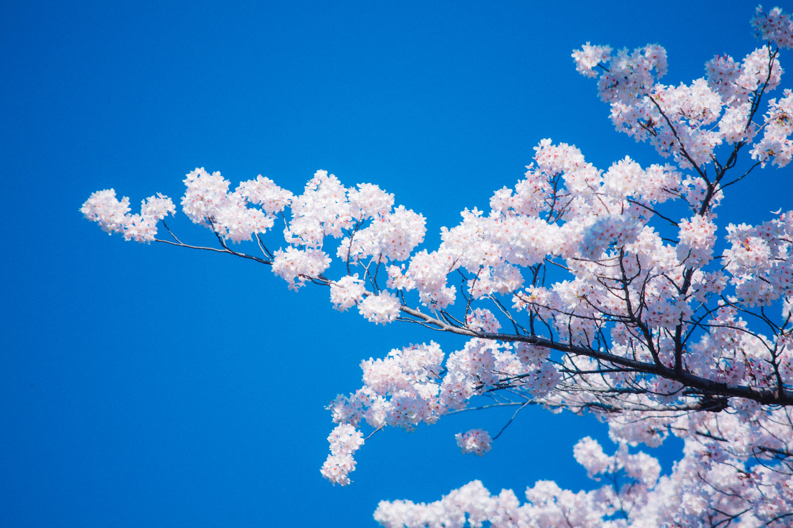 見頃の桜の写真素材 ぱくたそ