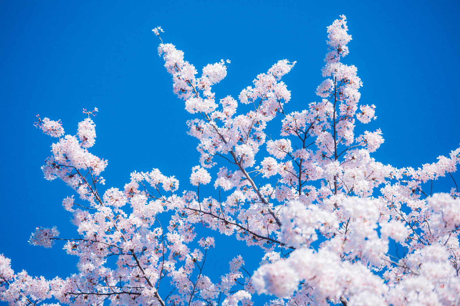 快晴と桜の写真素材 ぱくたそ