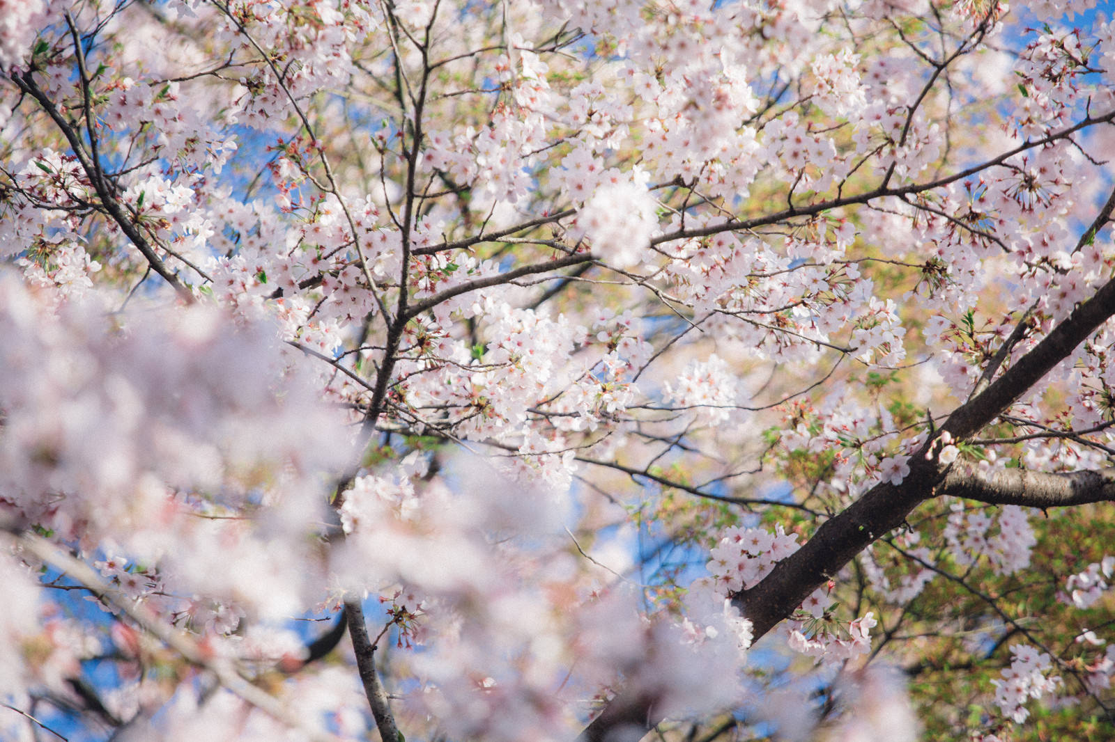 「葉桜葉桜」のフリー写真素材