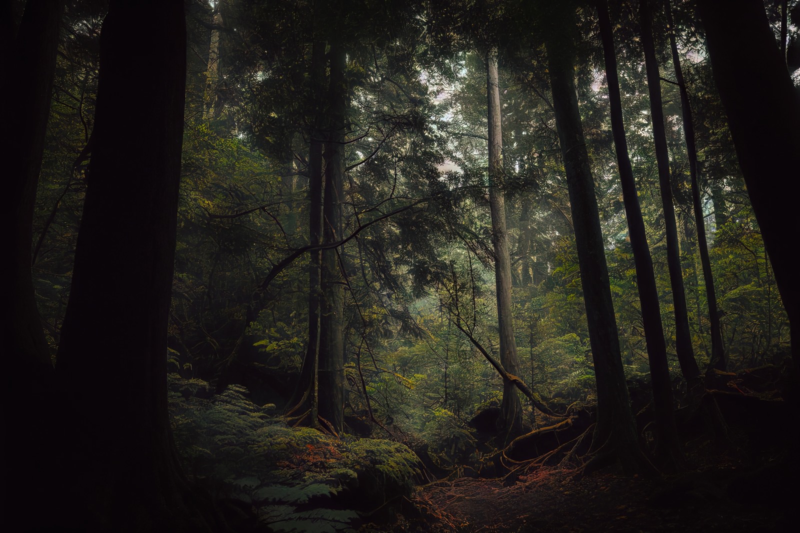 「薄暗い樹林帯の山道」の写真