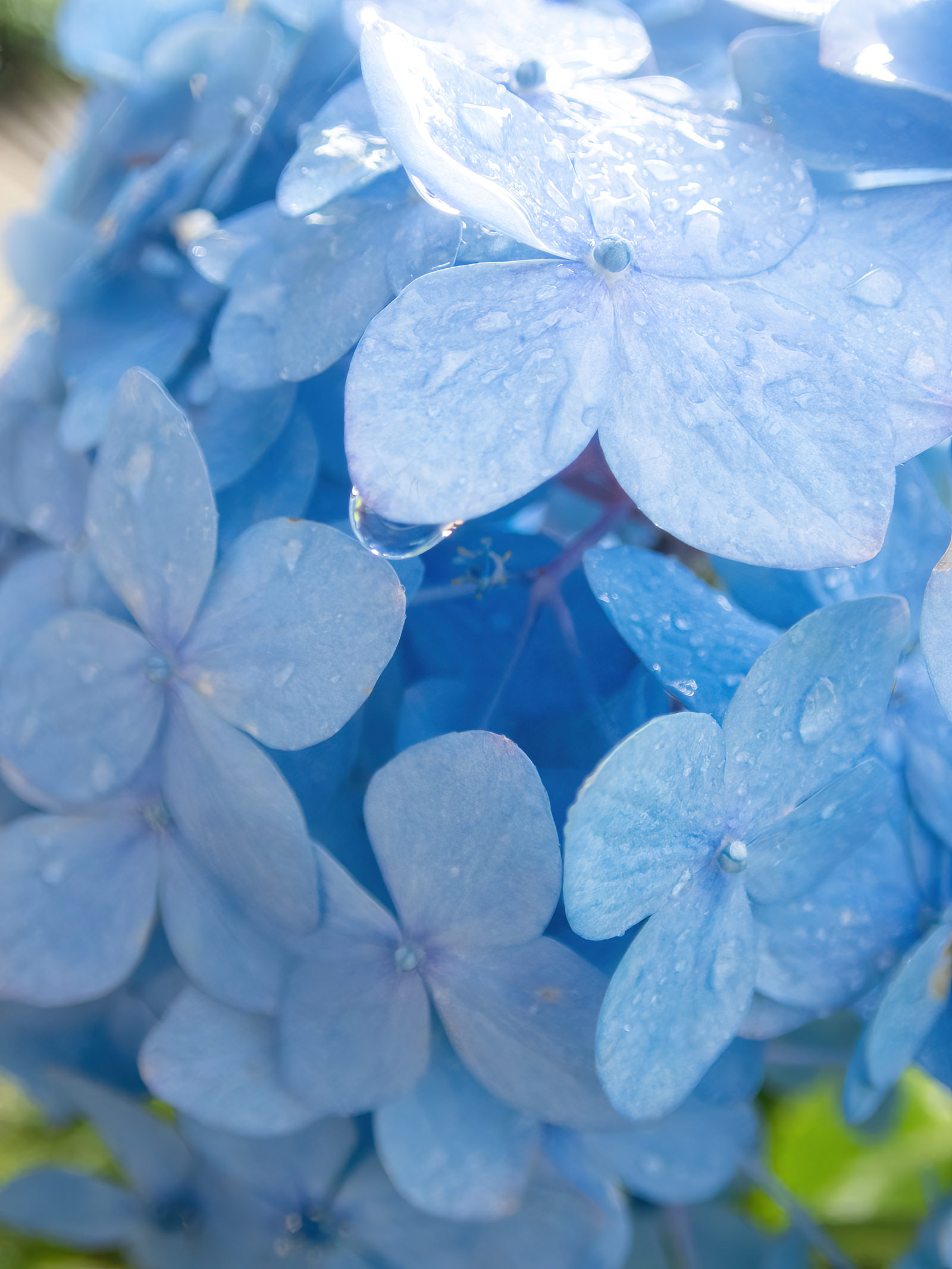 水滴の紫陽花の無料の写真素材 - ID.79003｜フリー素材 ぱくたそ