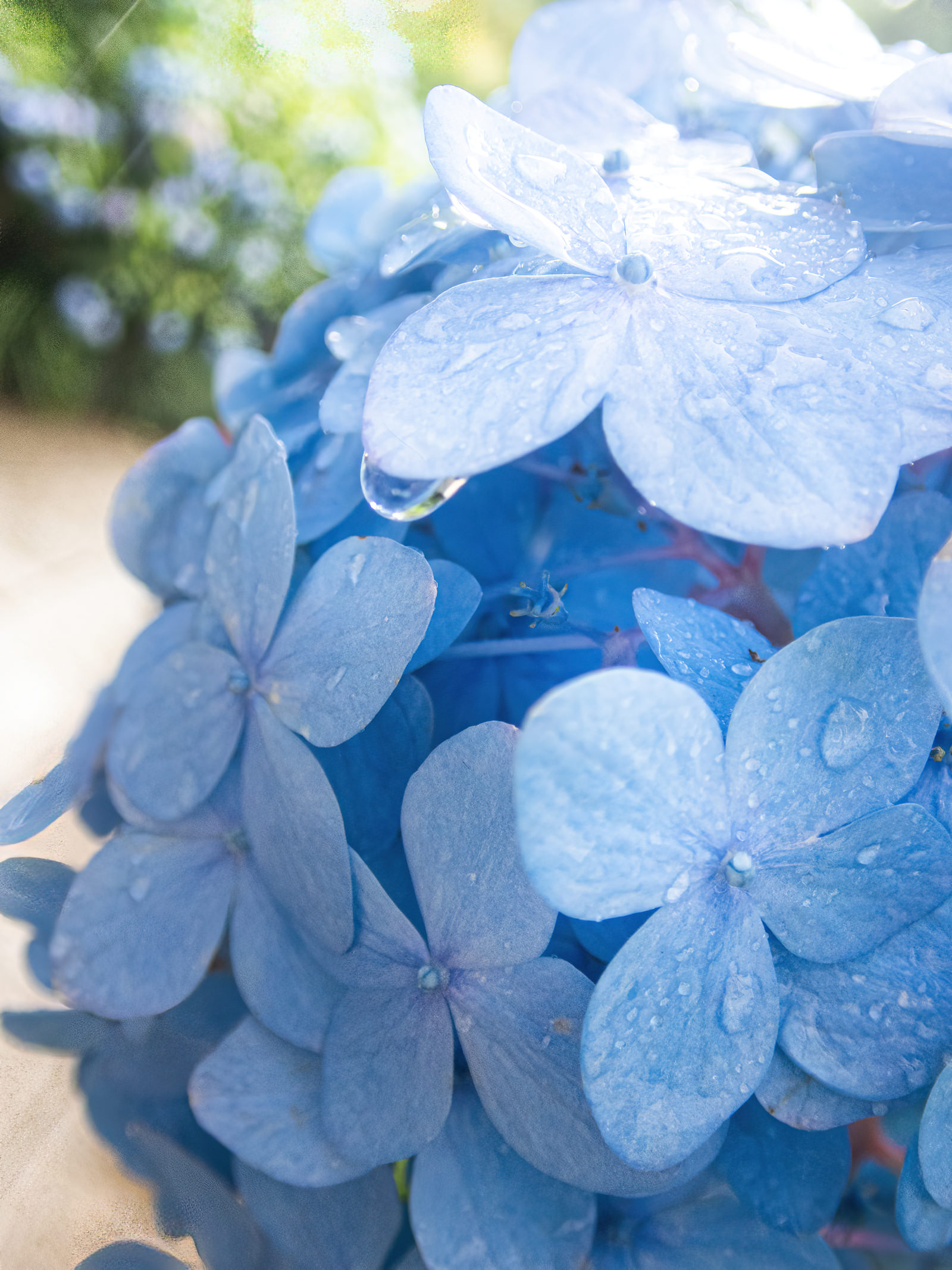 雨上がりの紫陽花の写真素材 ぱくたそ