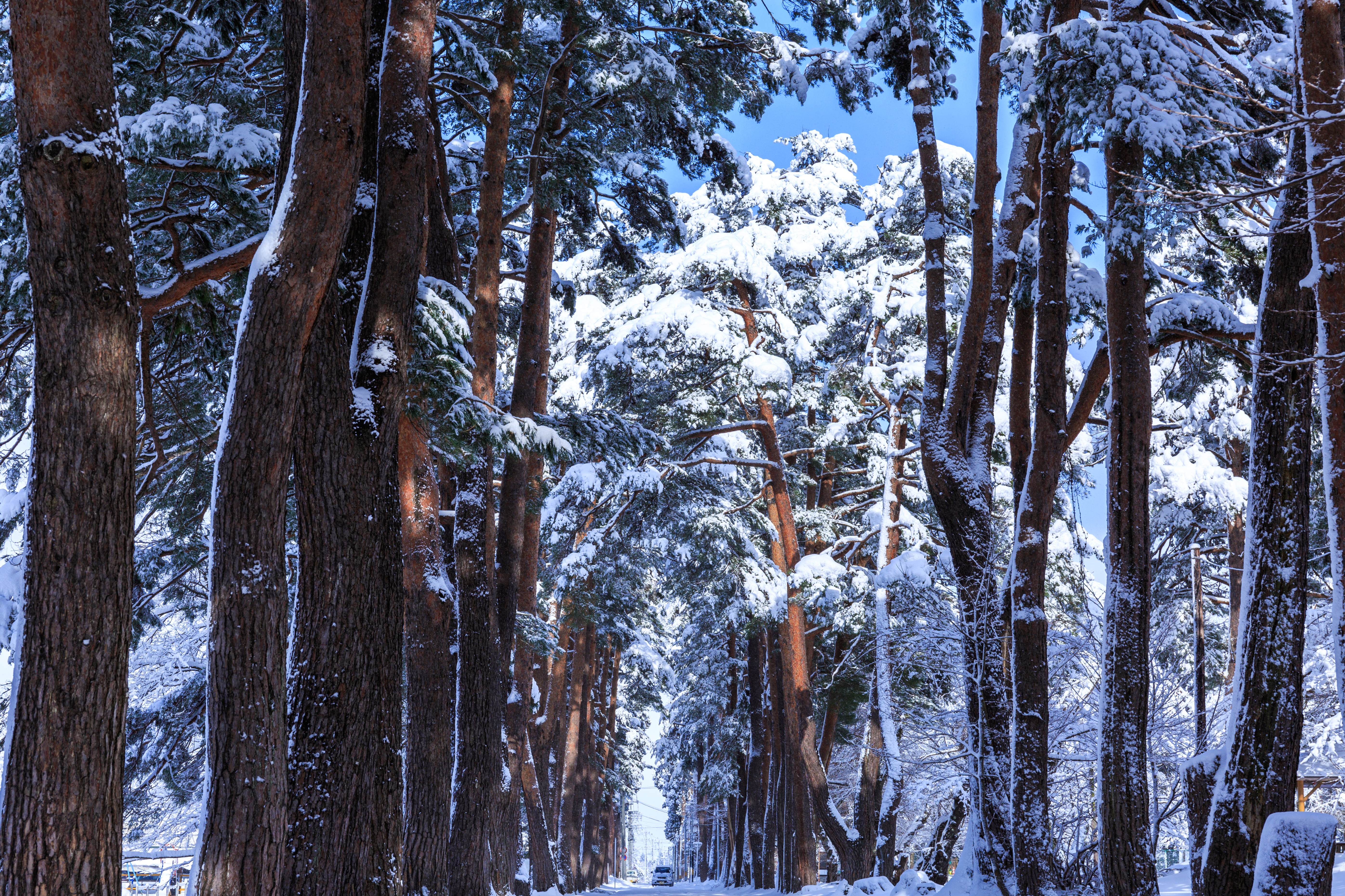 雪の松並木の写真を無料ダウンロード フリー素材 ぱくたそ 雪の松並木の写真を無料ダウンロード フリー素材 ぱくたそ