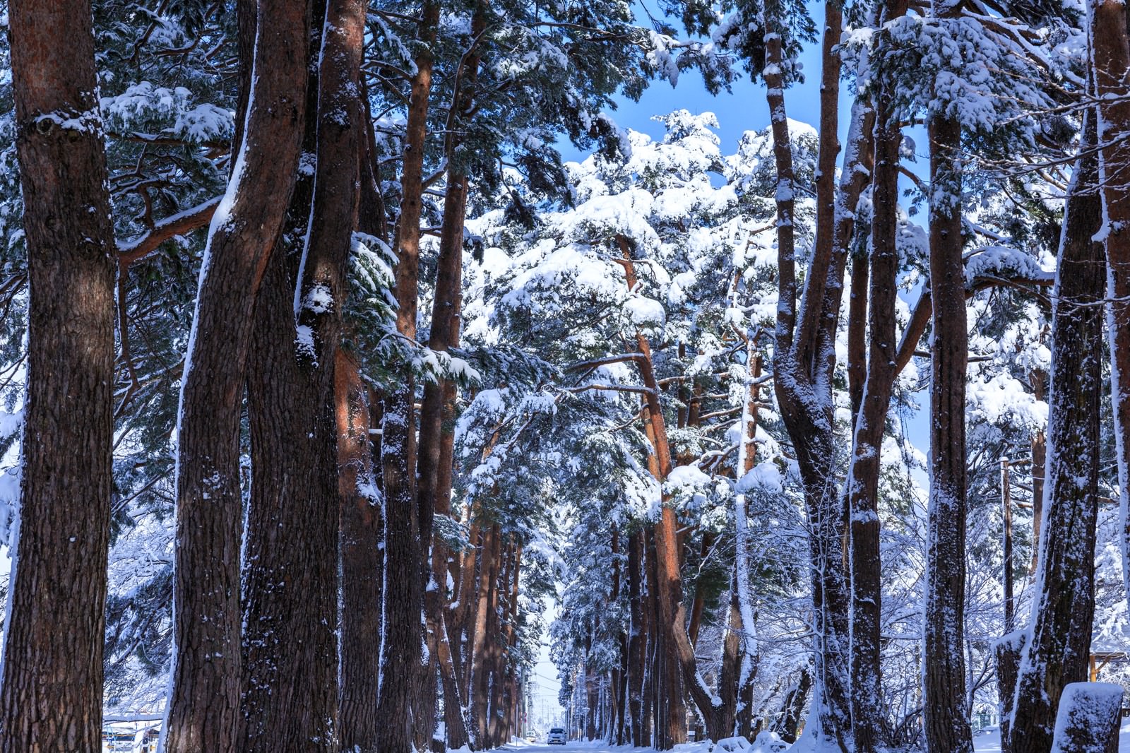 雪の松並木の写真を無料ダウンロード フリー素材 ぱくたそ