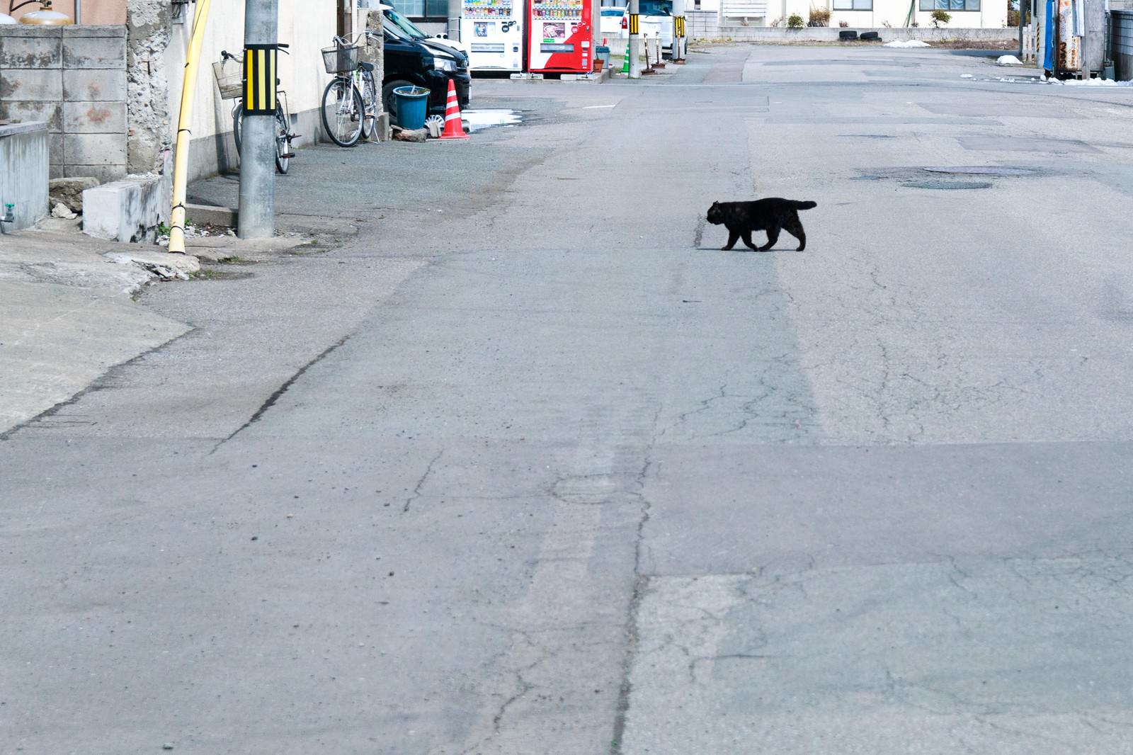 「横切る黒猫」