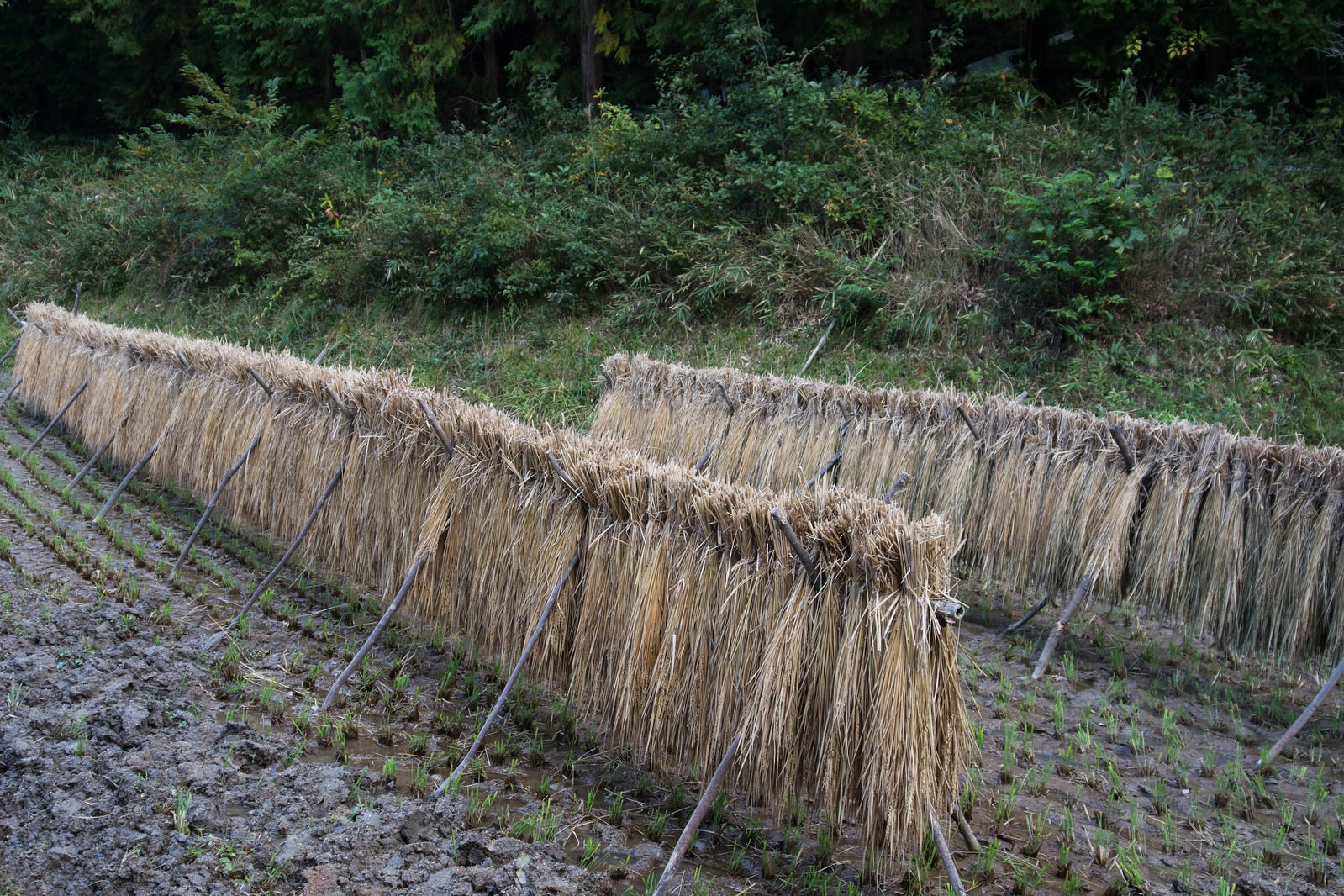 雨に濡れてしまった天日干ししていた稲の写真を無料ダウンロード フリー素材 ぱくたそ