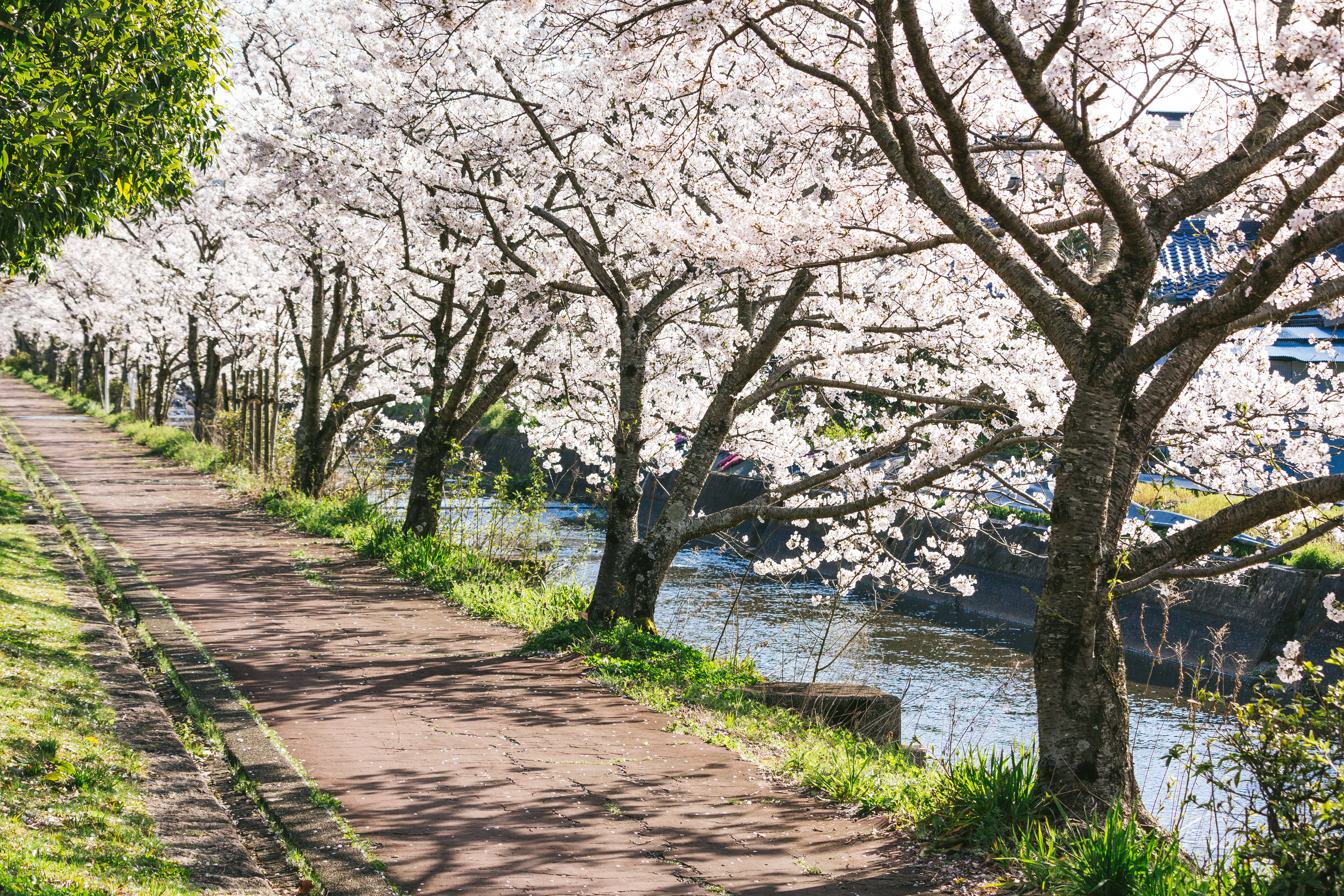 満開の桜並木の写真を無料ダウンロード フリー素材 ぱくたそ