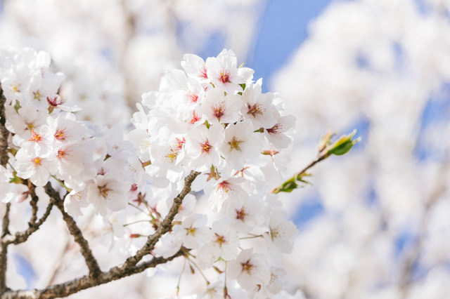 ãæ¡å²ããã®ããªã¼åçç´ æ