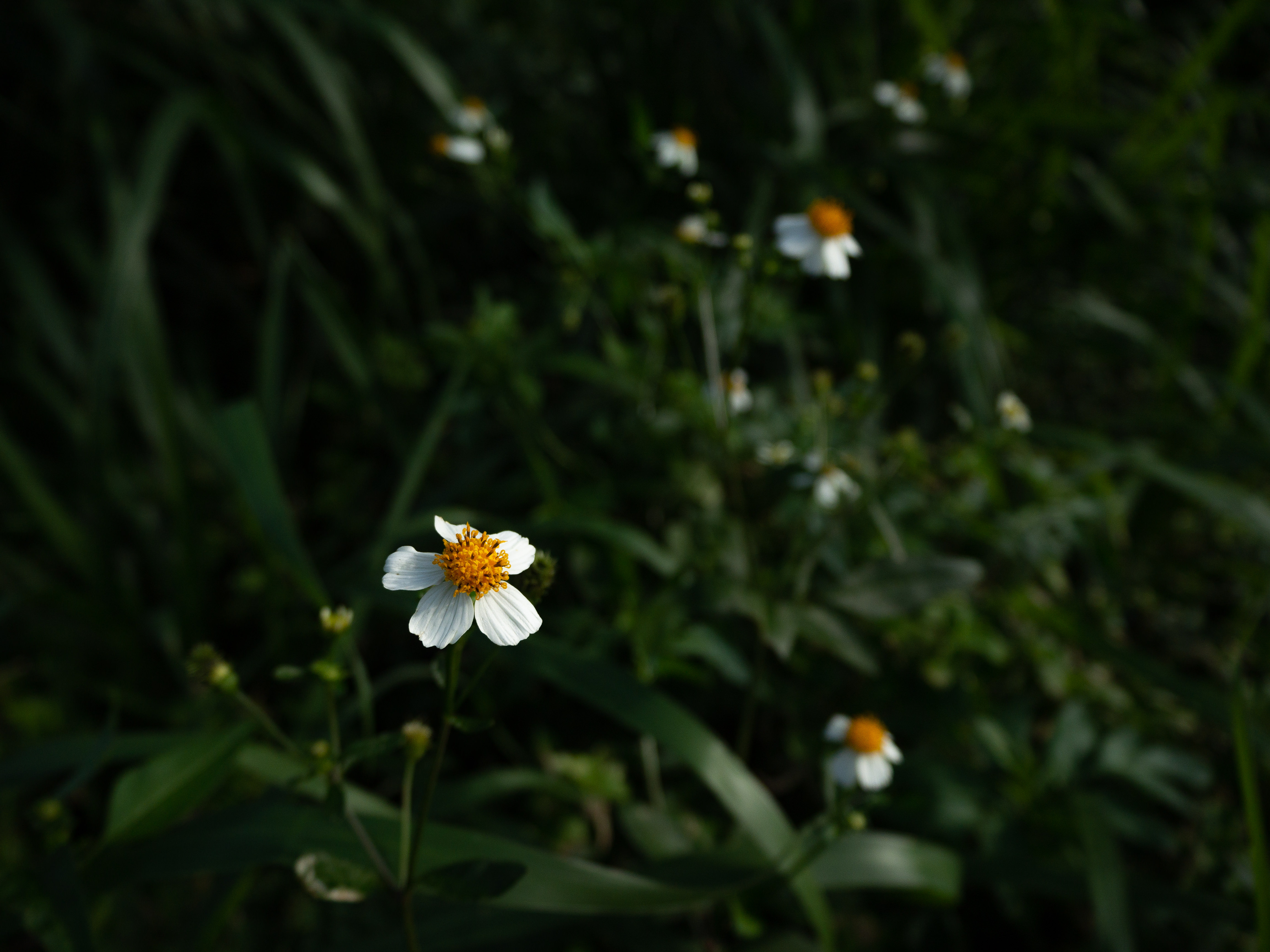 道端で可憐な姿を見せる白栴檀草 シロノセンダングサ の写真素材 ぱくたそ