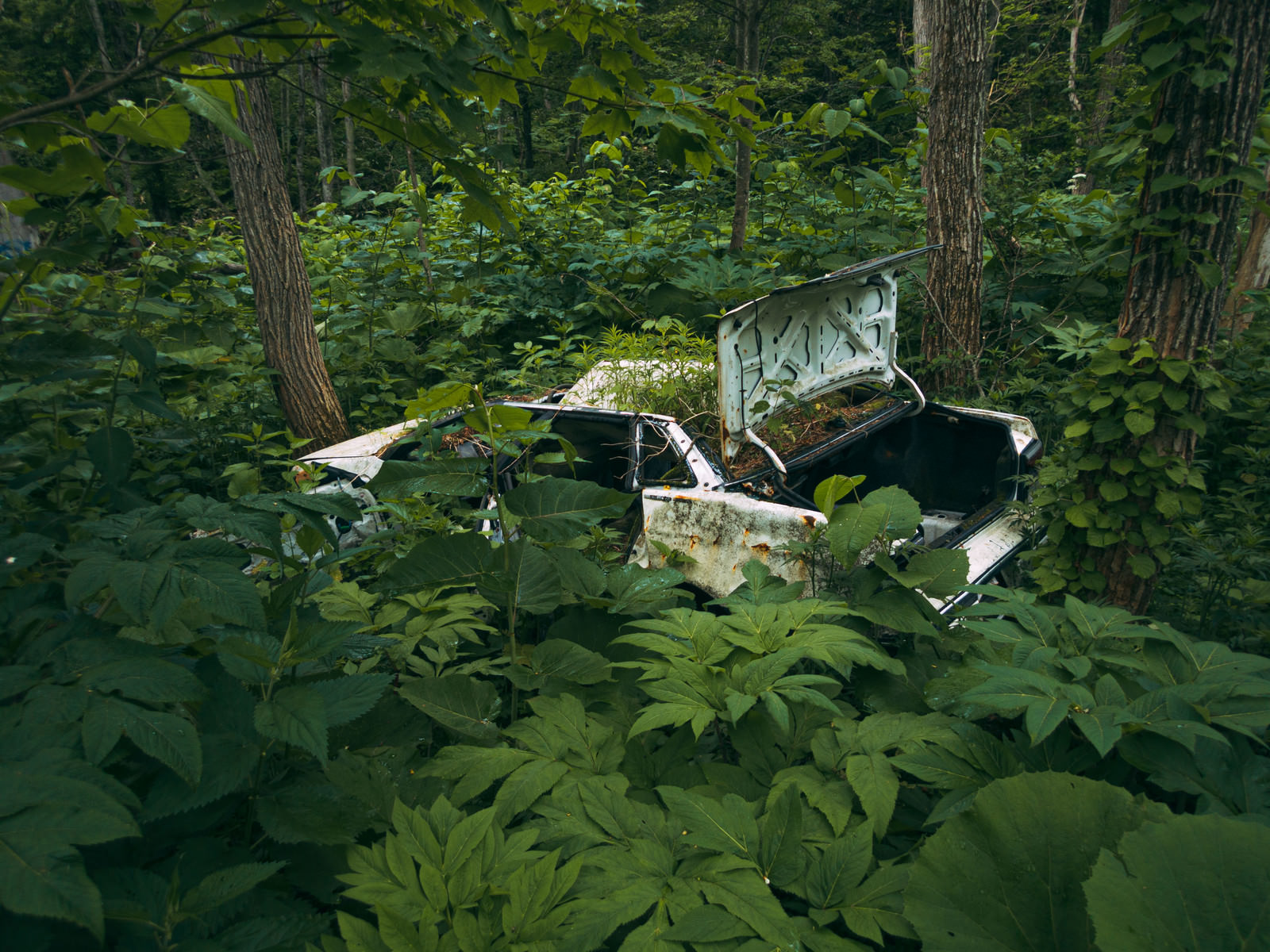 「森に不法投棄された廃車 | フリー素材のぱくたそ」の写真