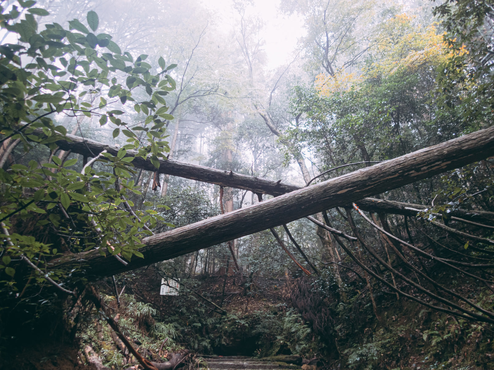 「霧に包まれた森の中の倒木 | フリー素材のぱくたそ」の写真