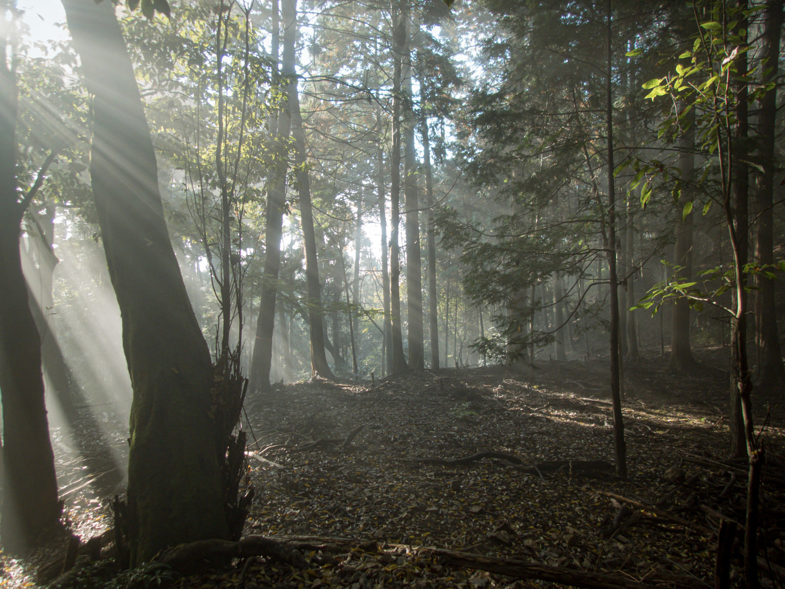 「朝霧の森に射し込む光」の写真