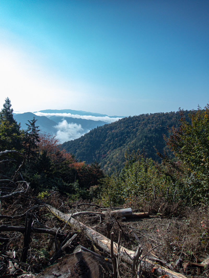 晴れ渡る空と倒木の写真を無料ダウンロード フリー素材 ぱくたそ