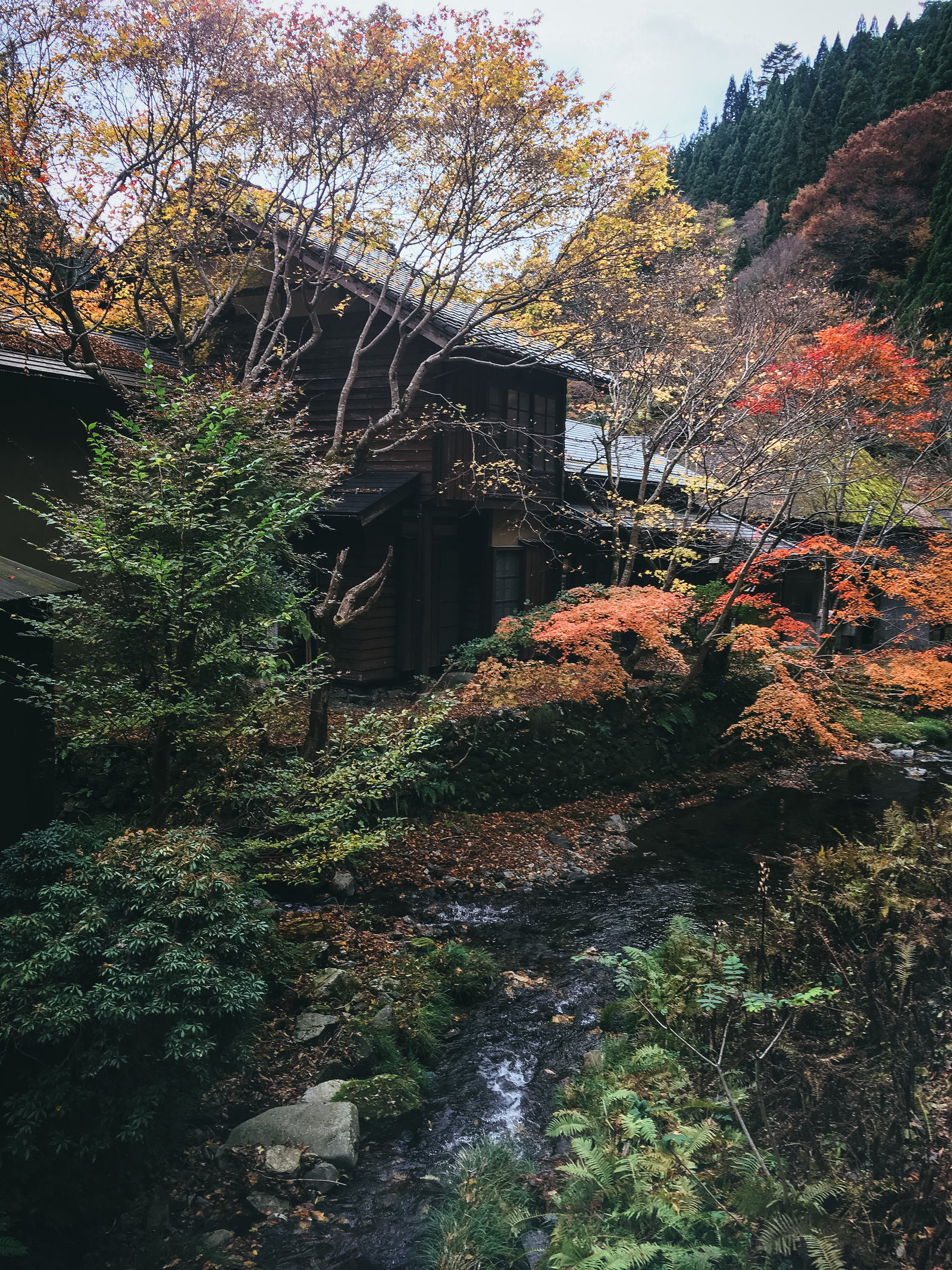 色付き始めた小川沿いの木々の写真素材 ぱくたそ