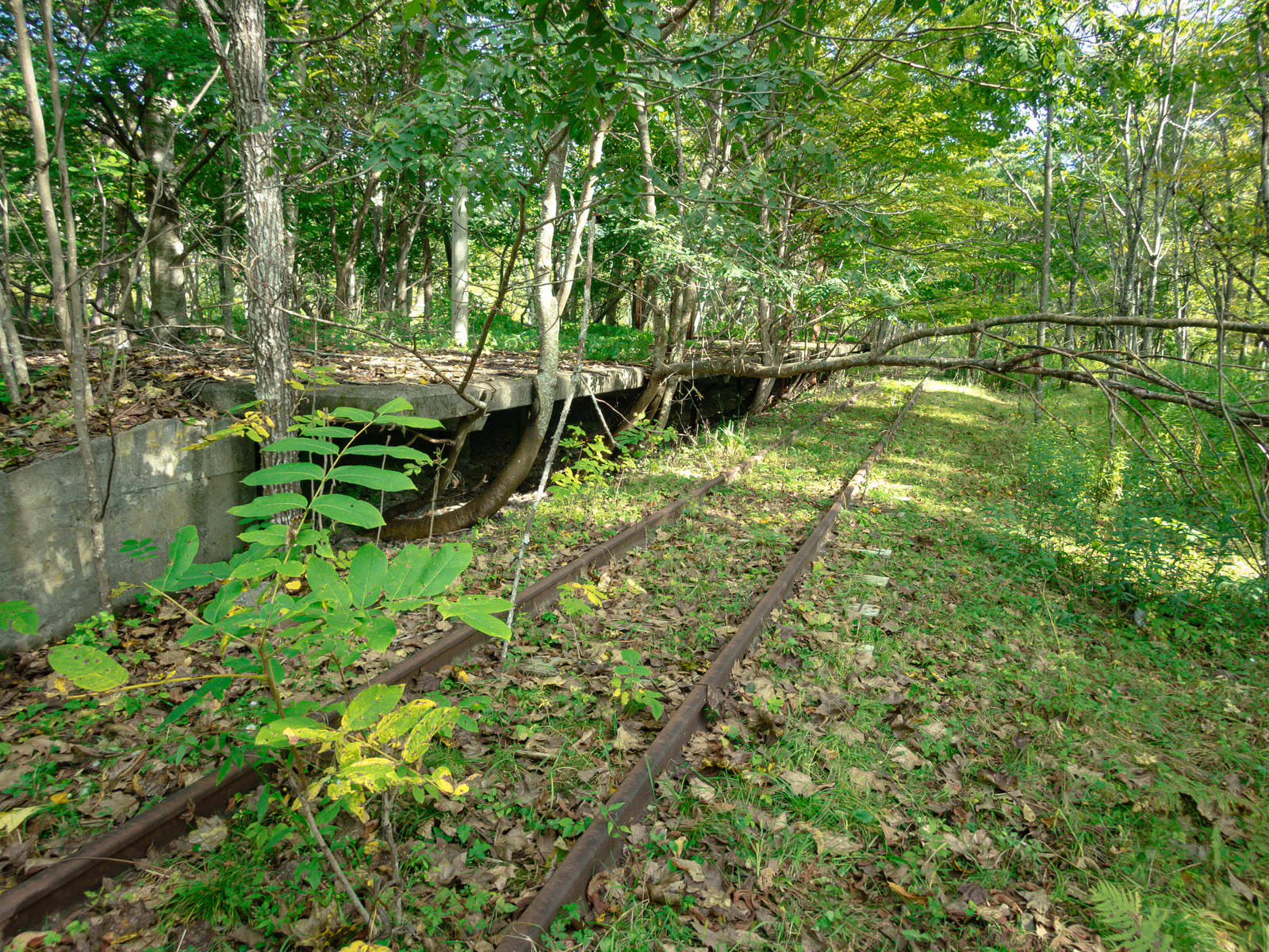 緑に包まれる上茶路駅の無料写真素材 ID.81121｜ぱくたそ