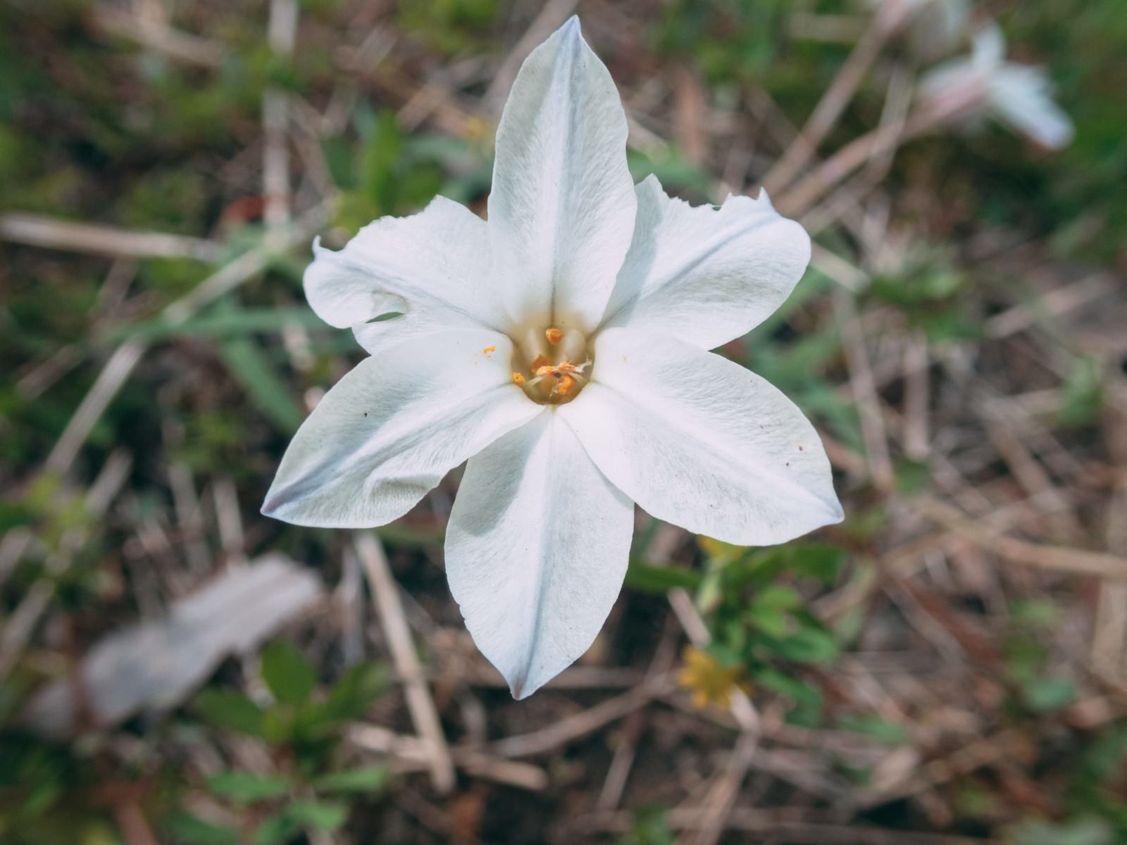 六枚の花びらの白い花 - ぱくたそ