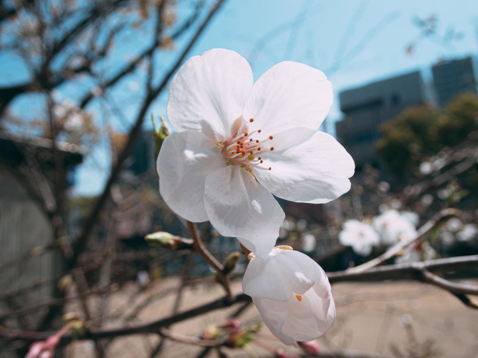 開花した五枚の花びらを持つ白い花の無料の写真素材 フリー素材 をダウンロード ぱくたそ 開花した五枚の花びらを持つ白い花の無料の写真素材 フリー素材 をダウンロード ぱくたそ