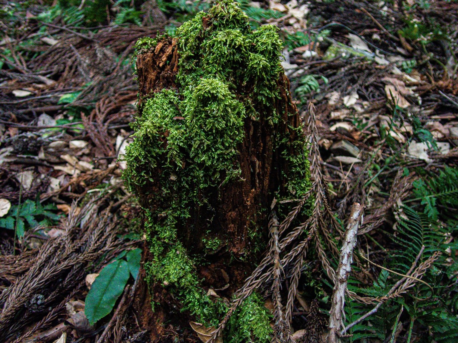 朽木苔 朽ちた木を覆う苔の無料の写真素材 - ID.44466｜フリー素材 ぱくたそ