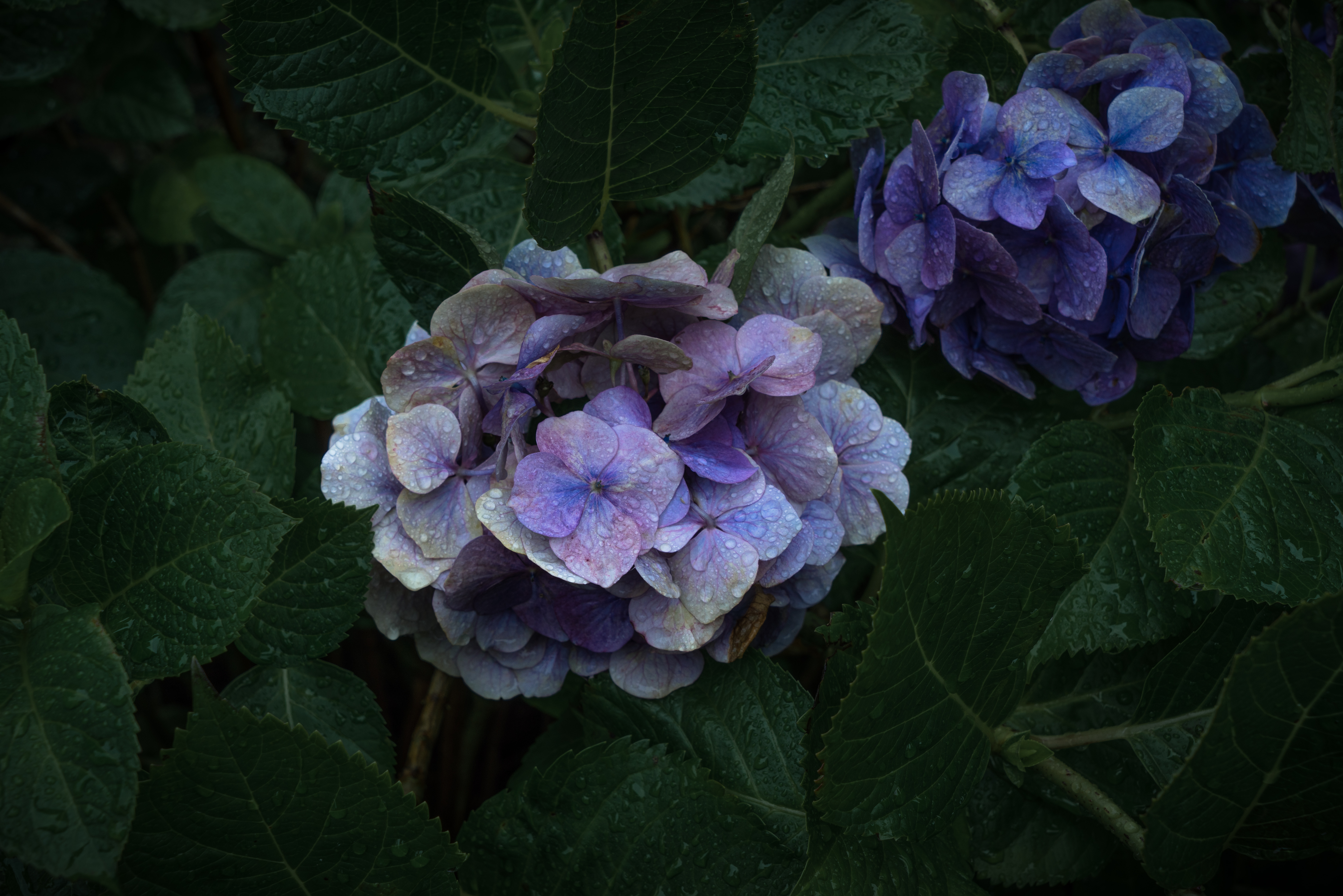 雨上がりのあじさいの写真素材 ぱくたそ