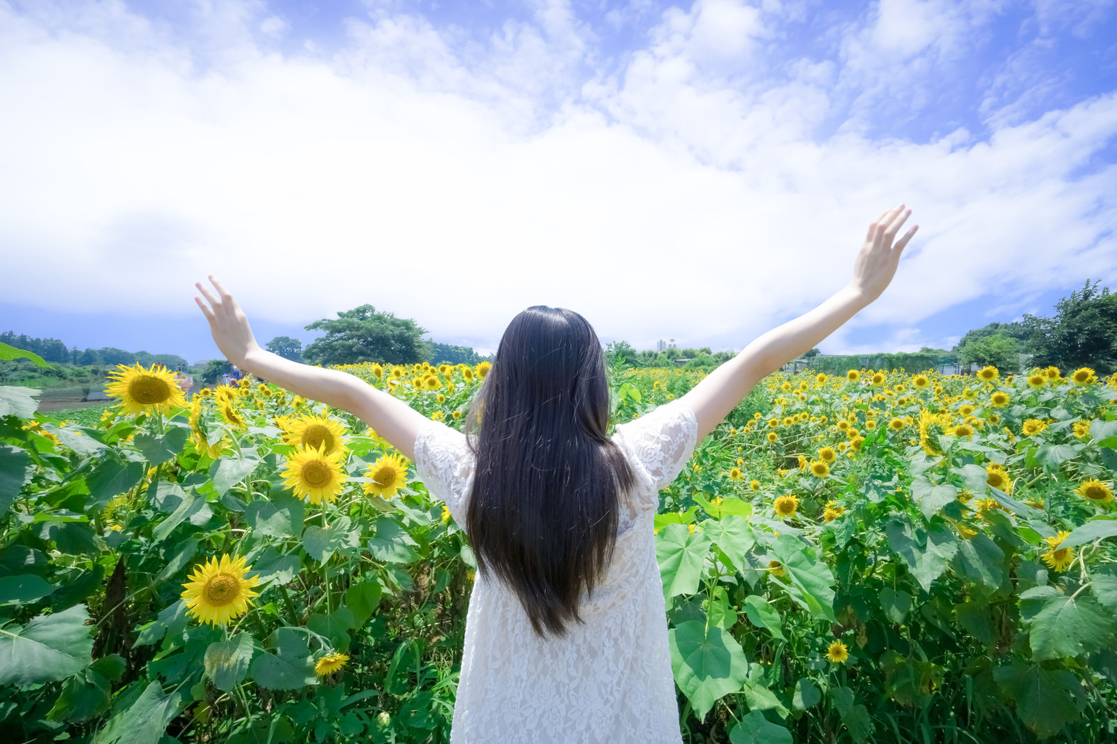 夏到来！ひまわりヤッホーのフリー素材