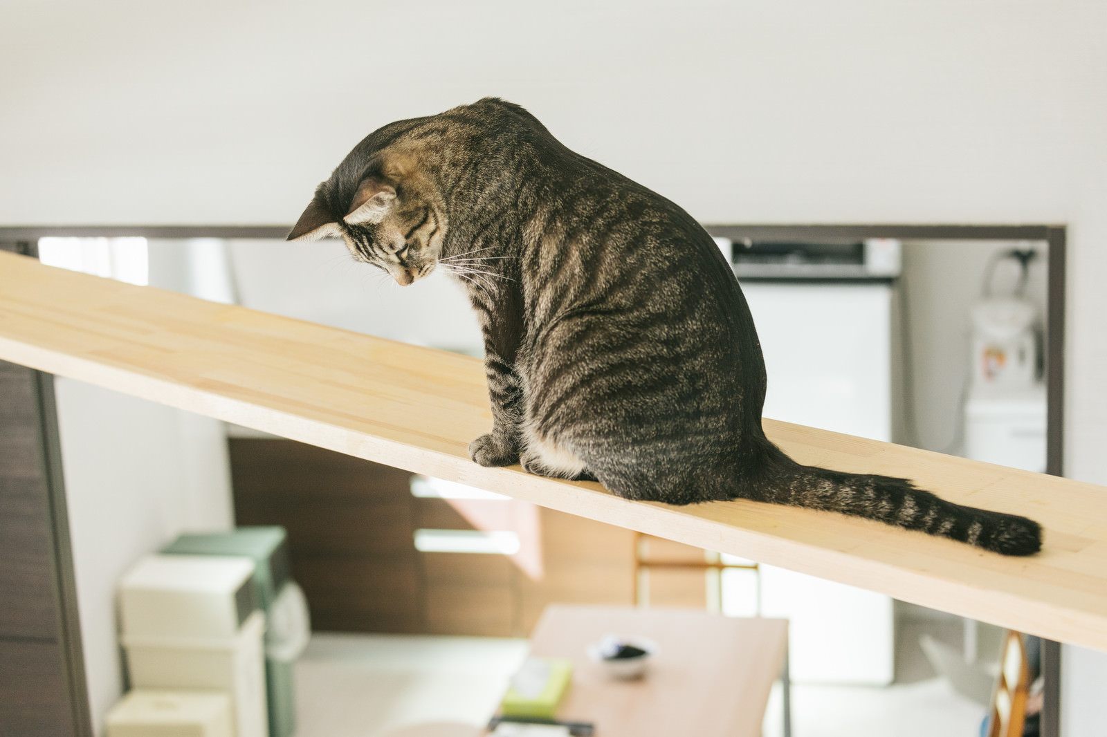 「部屋にキャットウォークがあるお家 | フリー素材のぱくたそ」の写真