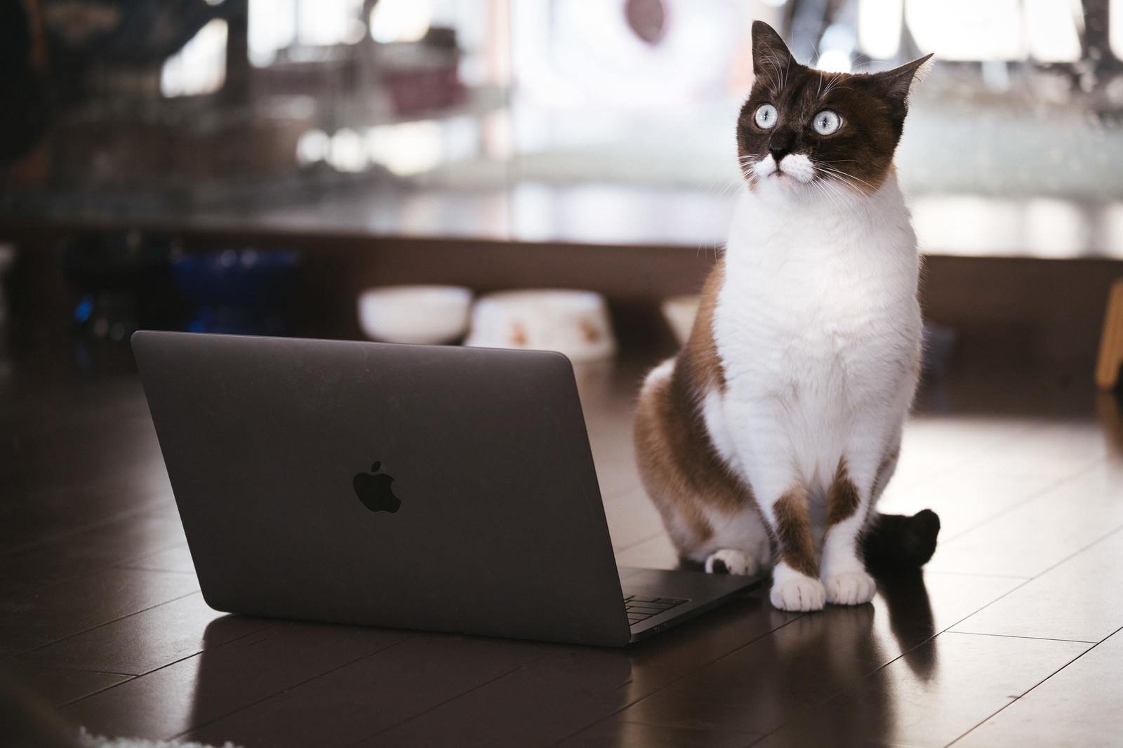 「ノートパソコンを使ってプレゼンする猫ノートパソコンを使ってプレゼンする猫」のフリー写真素材を拡大