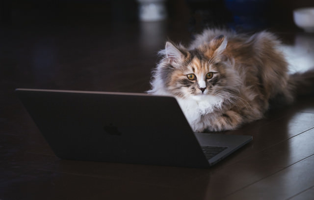 「くつろぎながらリモート作業中の猫エンジニア」のフリー写真素材