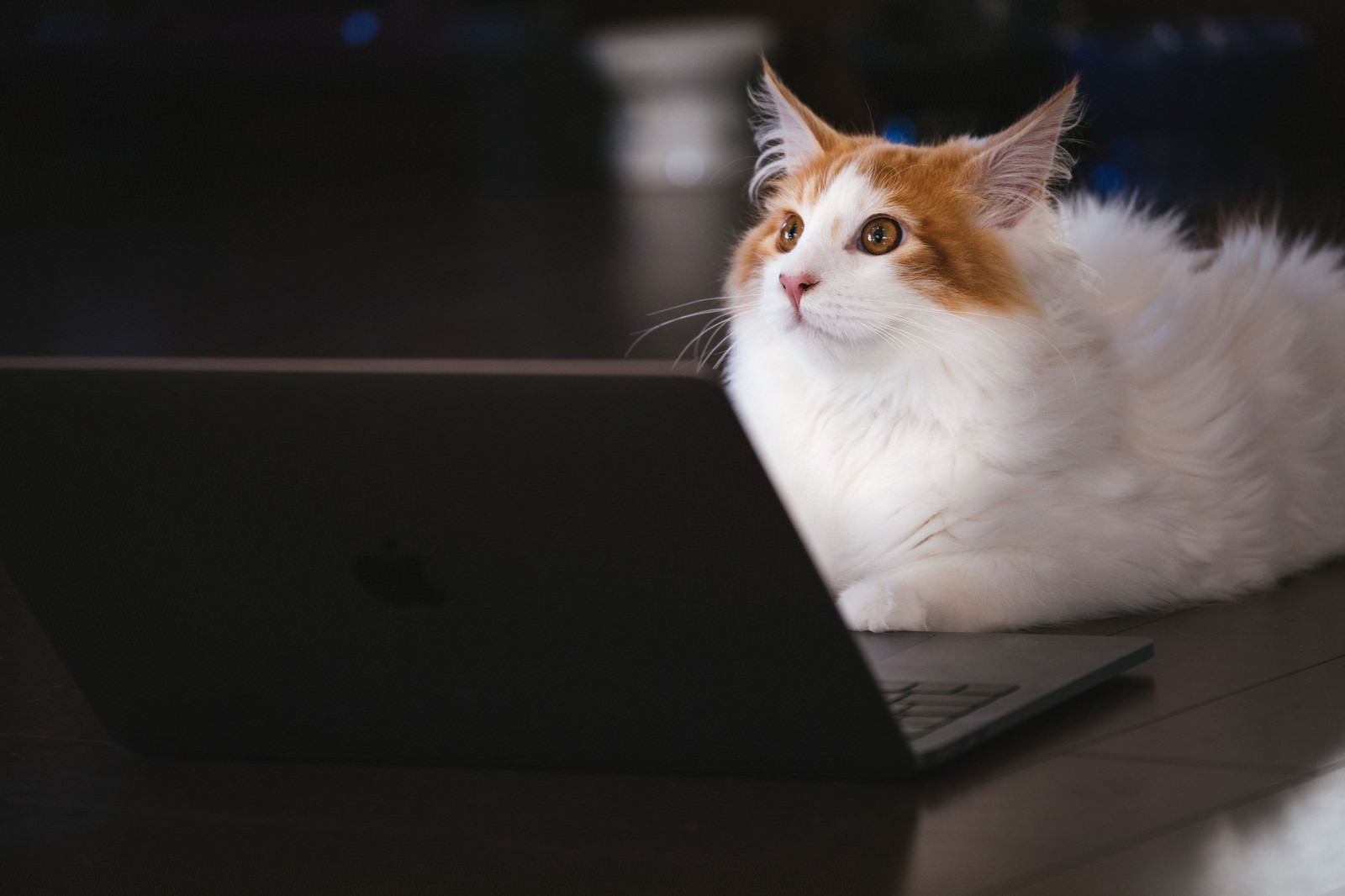 「モフモフの秘書猫モフモフの秘書猫」のフリー写真素材を拡大